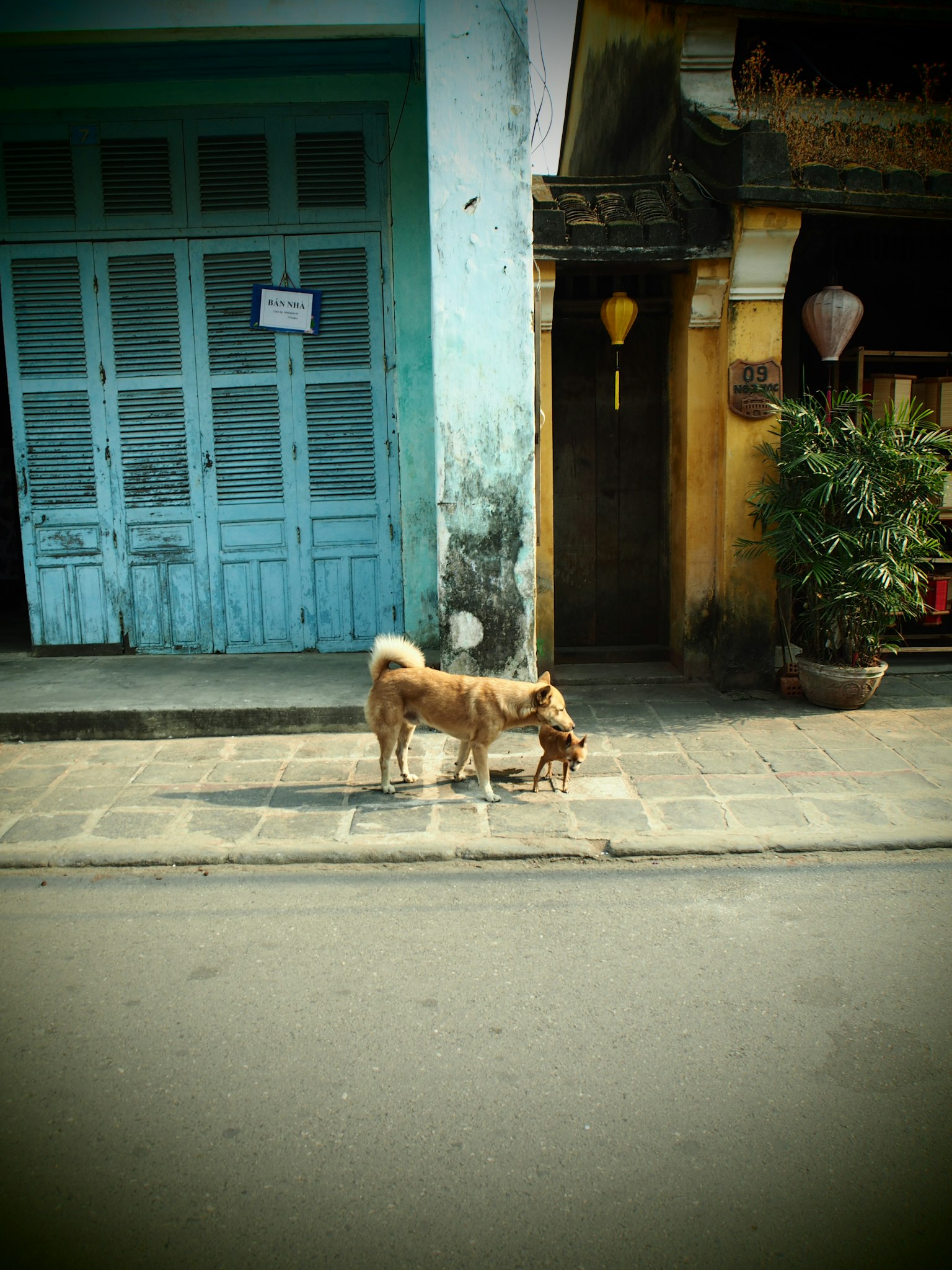 Anjing mencari makanan di depan pintu biru
