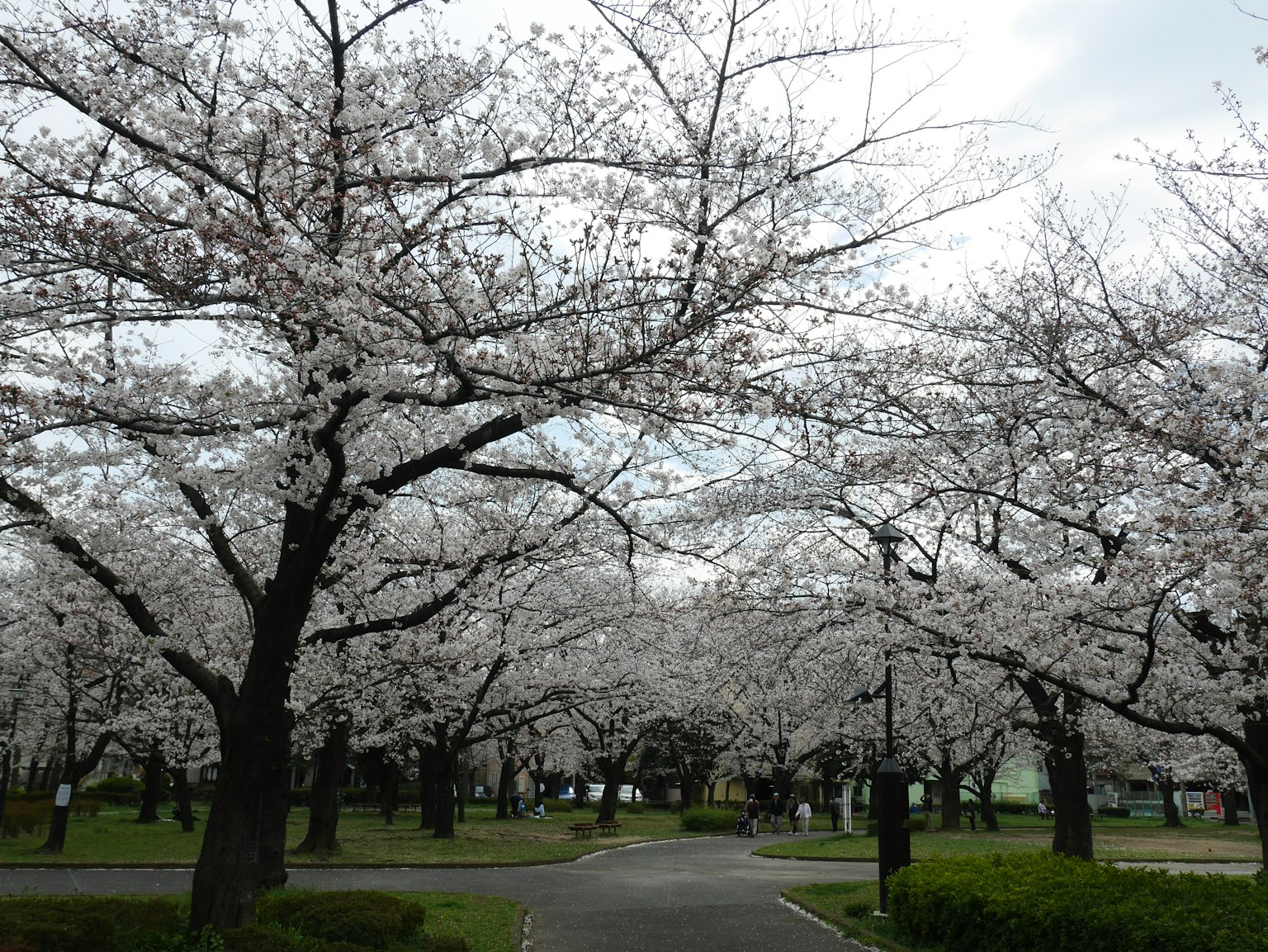 Jalan yang dikelilingi pohon sakura yang mekar