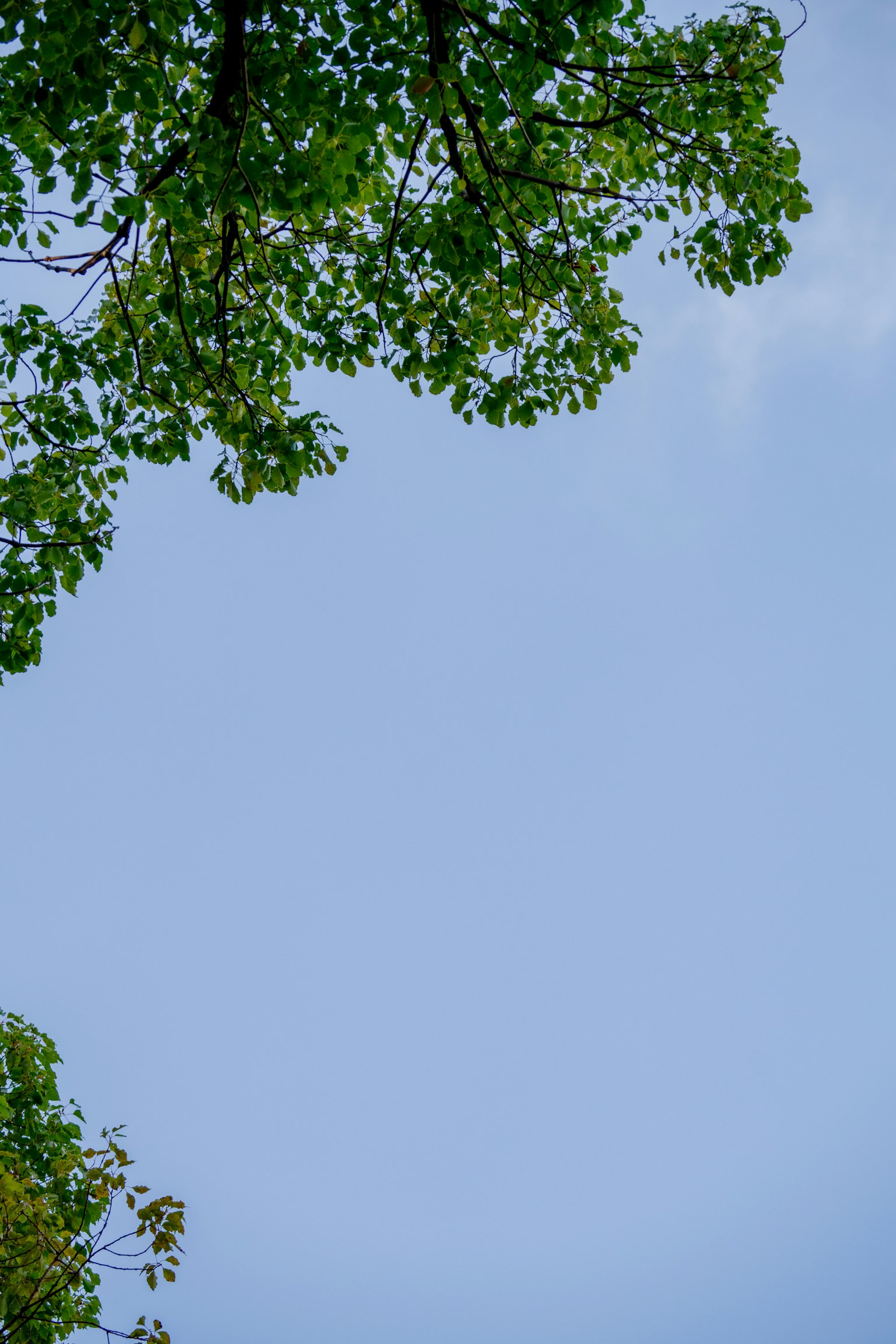 Grüne Blätter rahmen einen klaren blauen Himmel ein