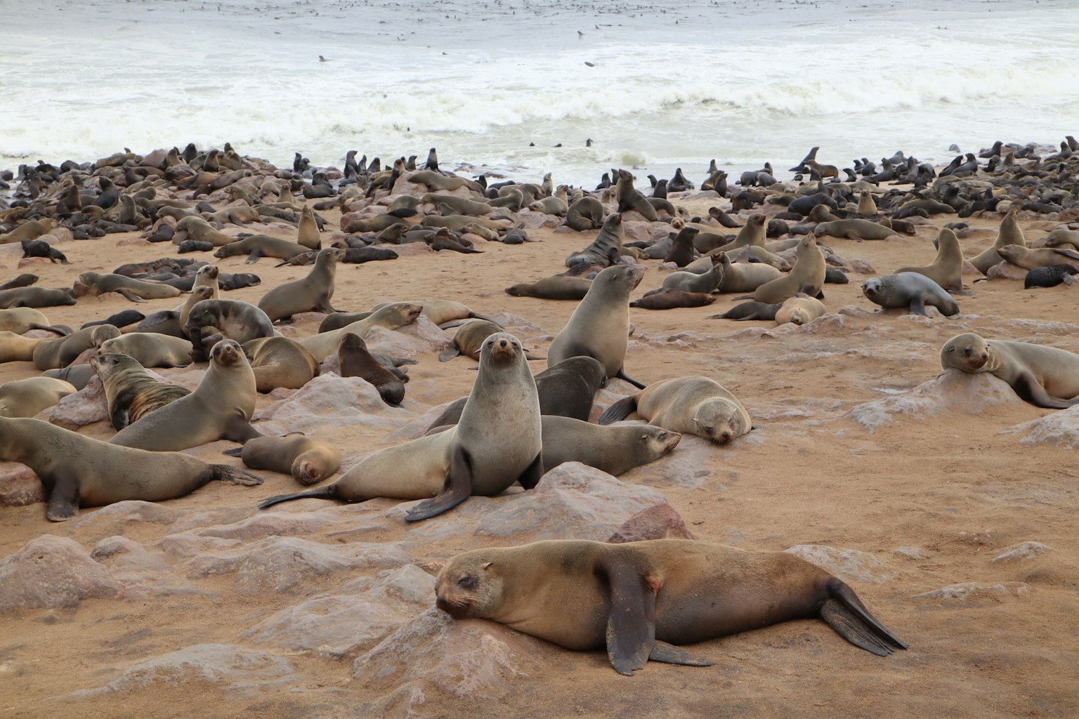 Un grande gruppo di leoni marini che riposano su una spiaggia sabbiosa con le onde sullo sfondo
