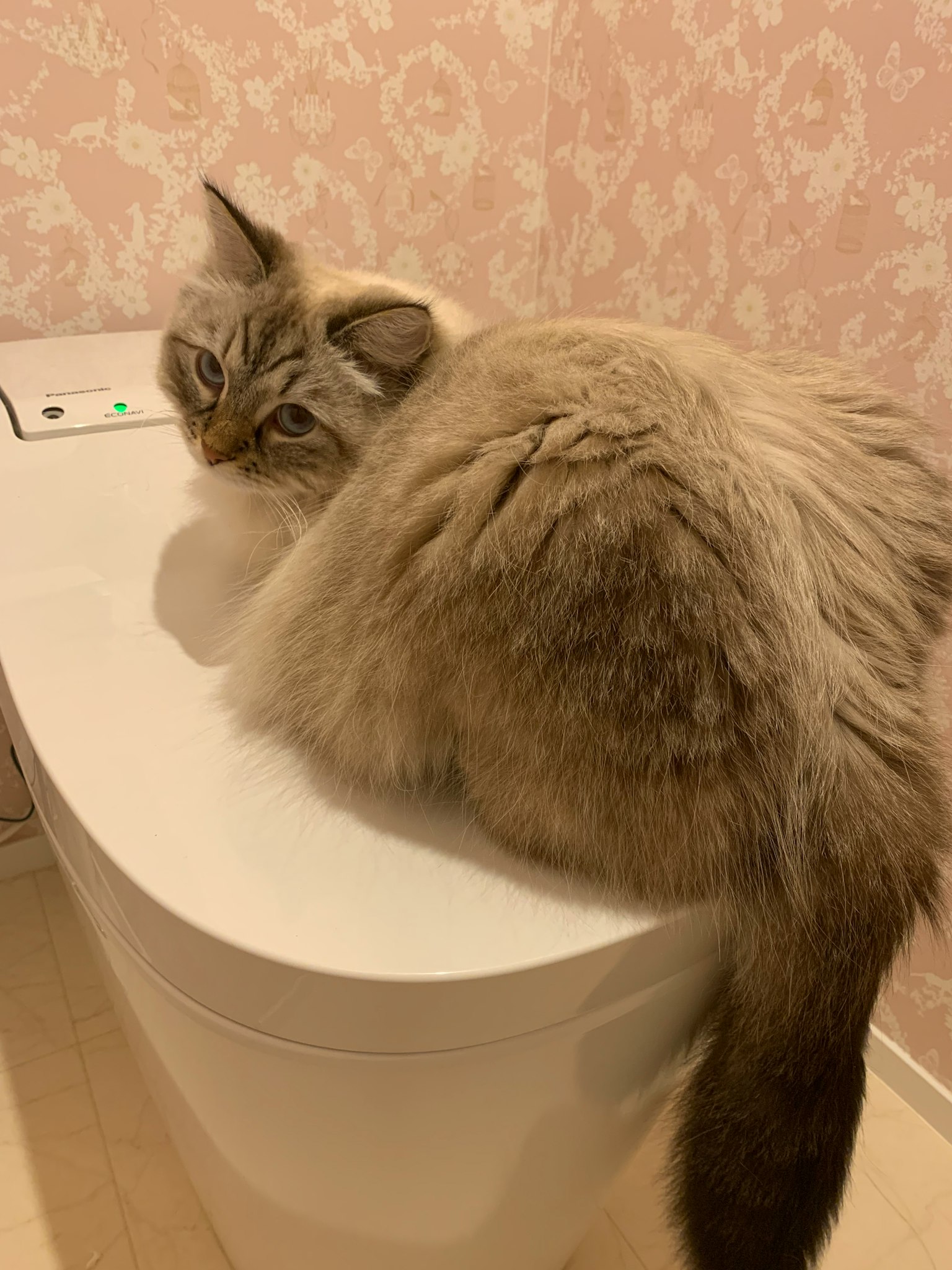 Kucing berbulu duduk di atas toilet