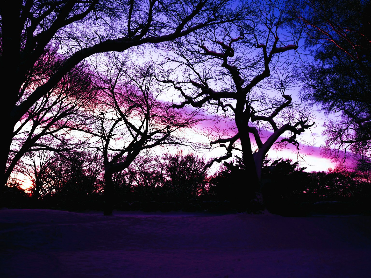 Silhouetten von Bäumen gegen einen lila und blauen Sonnenuntergangshimmel