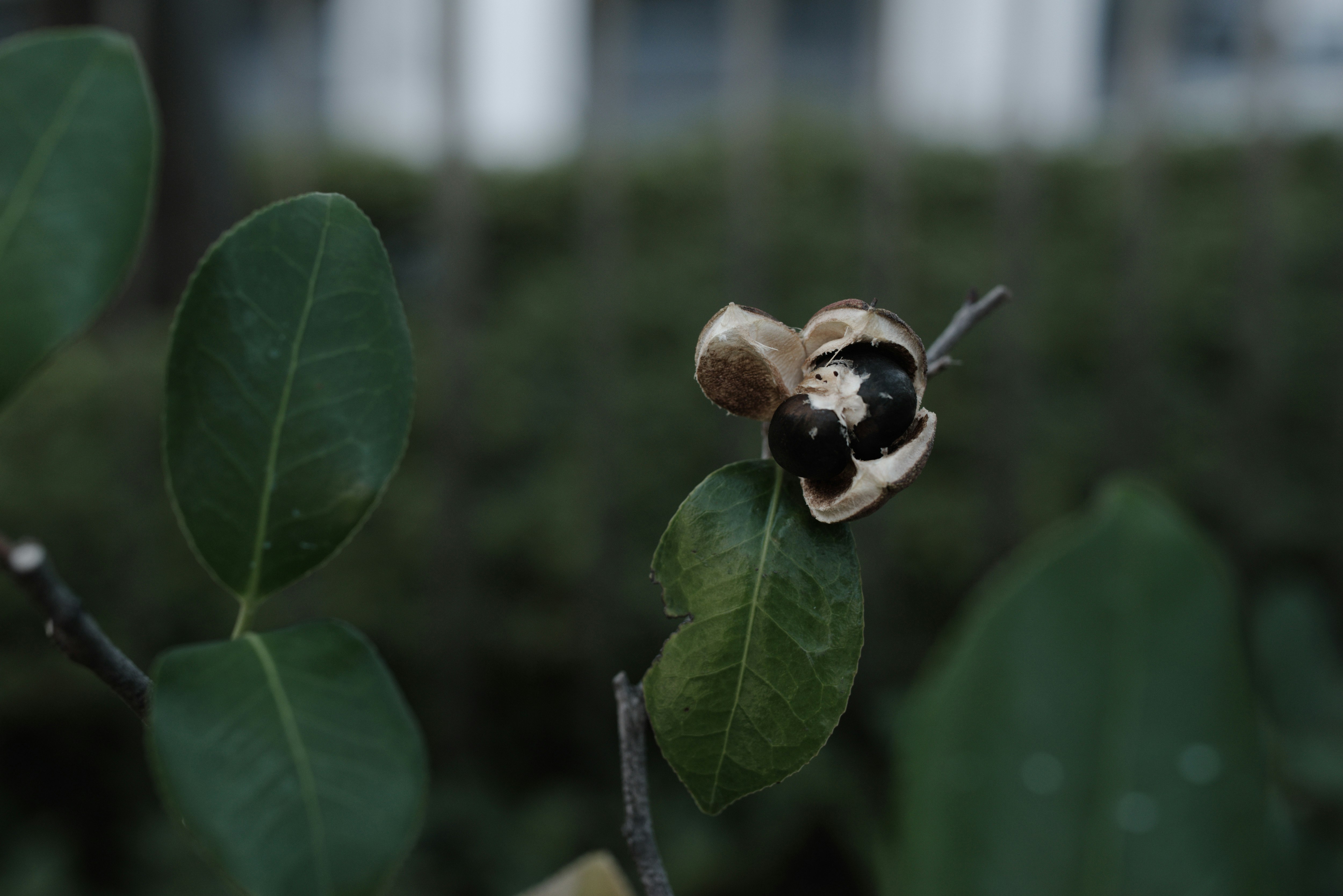 停在叶子上的黑色甲虫般昆虫