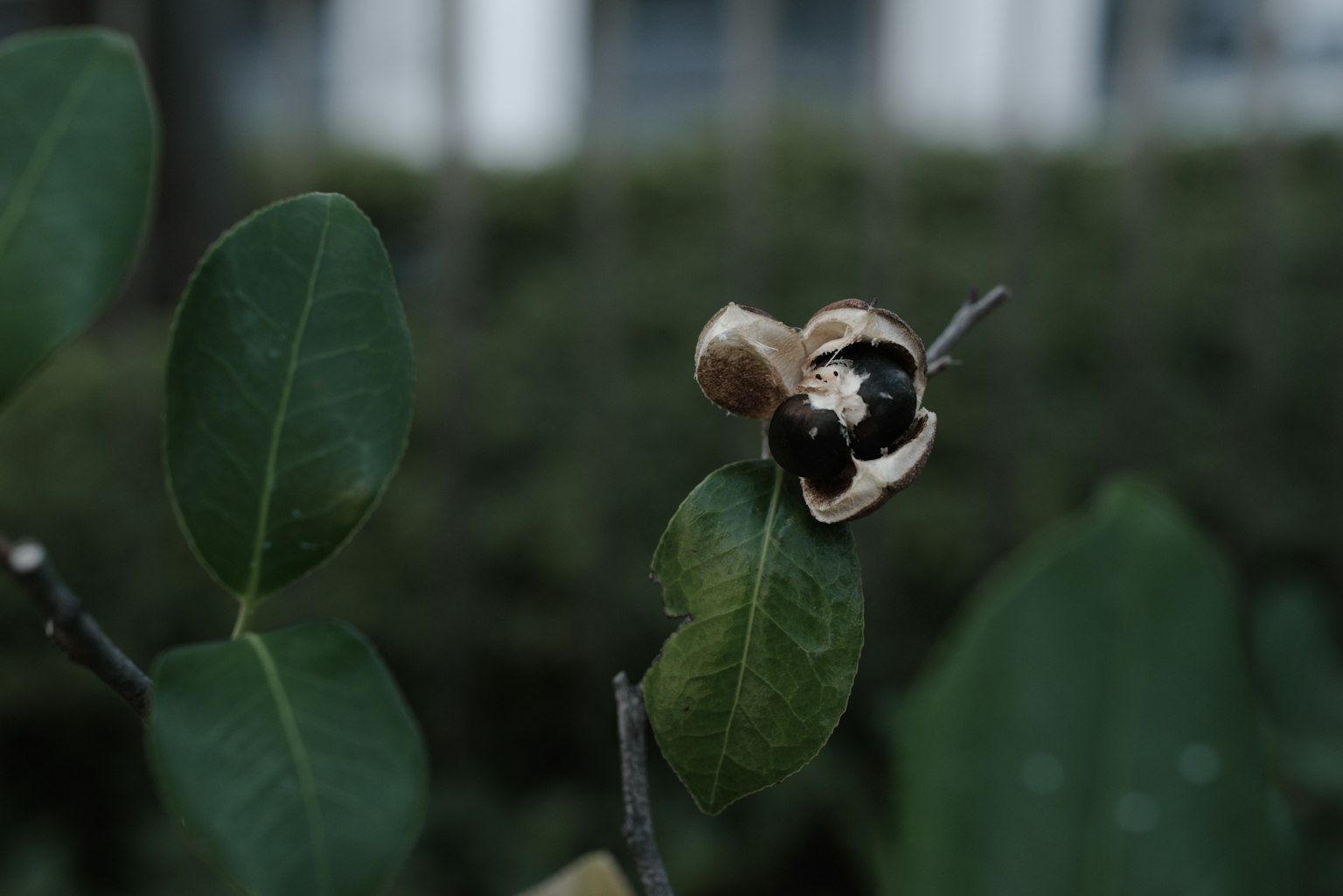 Close-up of plant leaves and seed pod