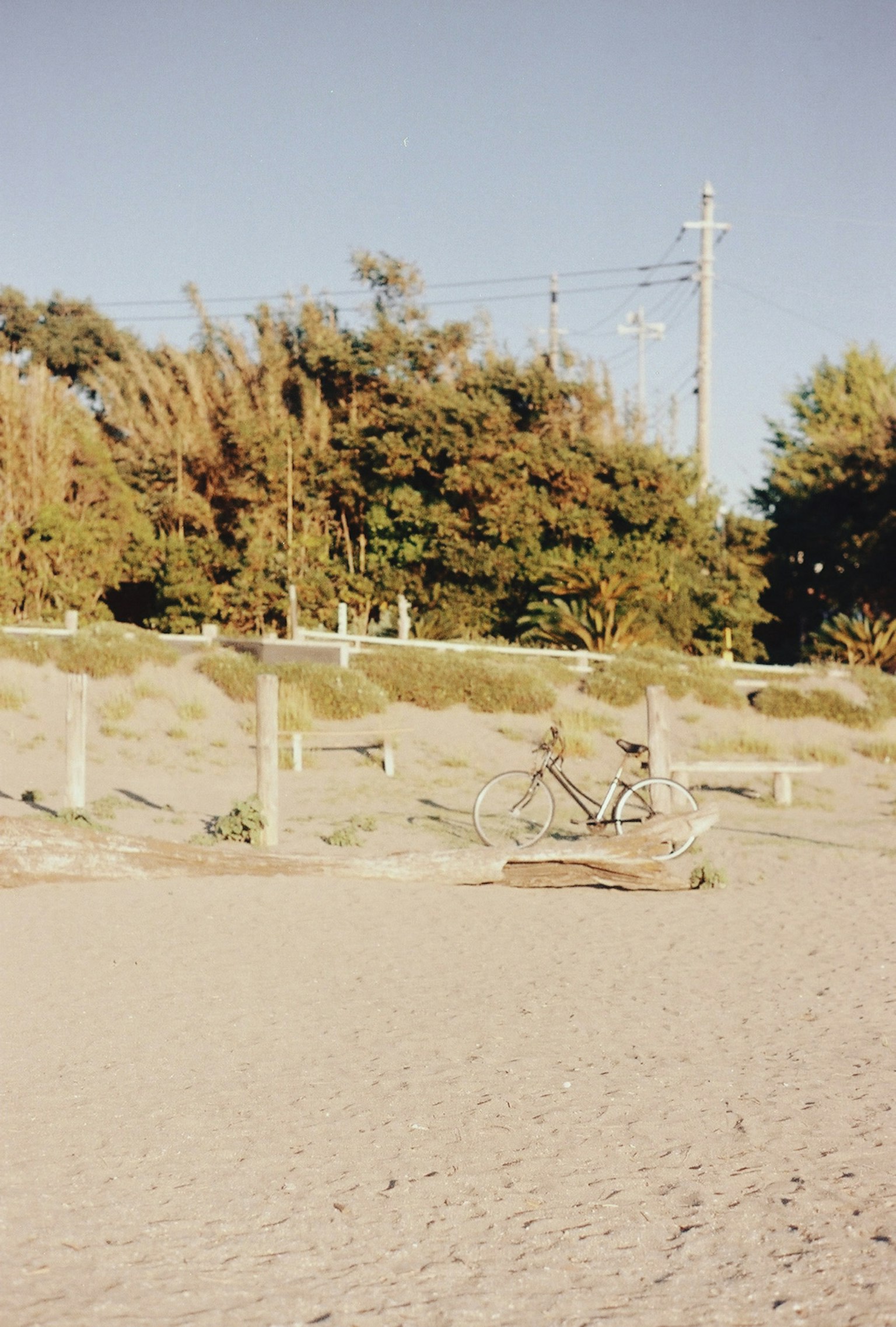 砂浜と木々のある風景 自転車が置かれている