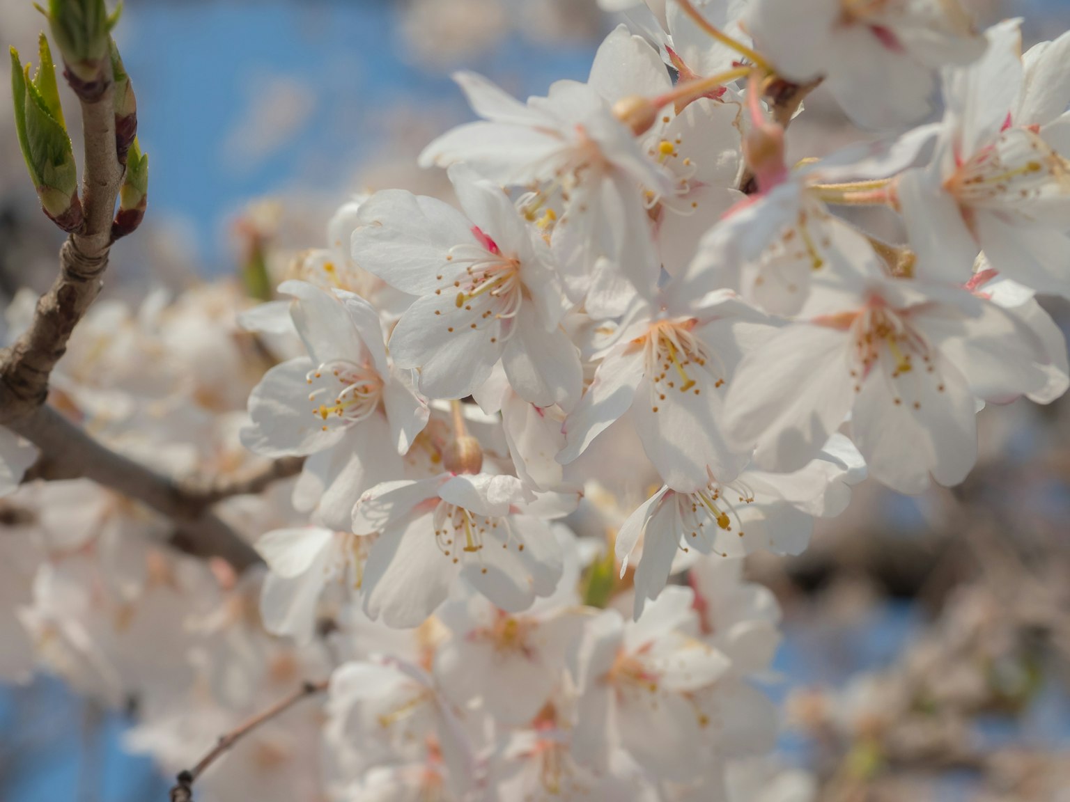 Close-up bunga sakura di cabang dengan latar belakang langit biru