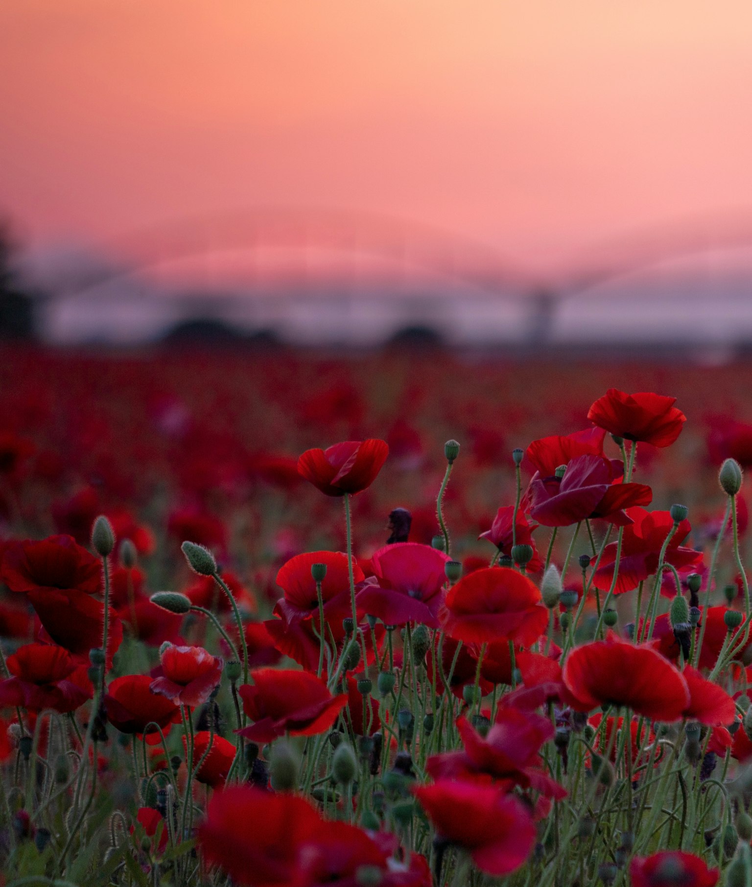 Feld mit roten Mohnblumen und einem Sonnenuntergangshimmel