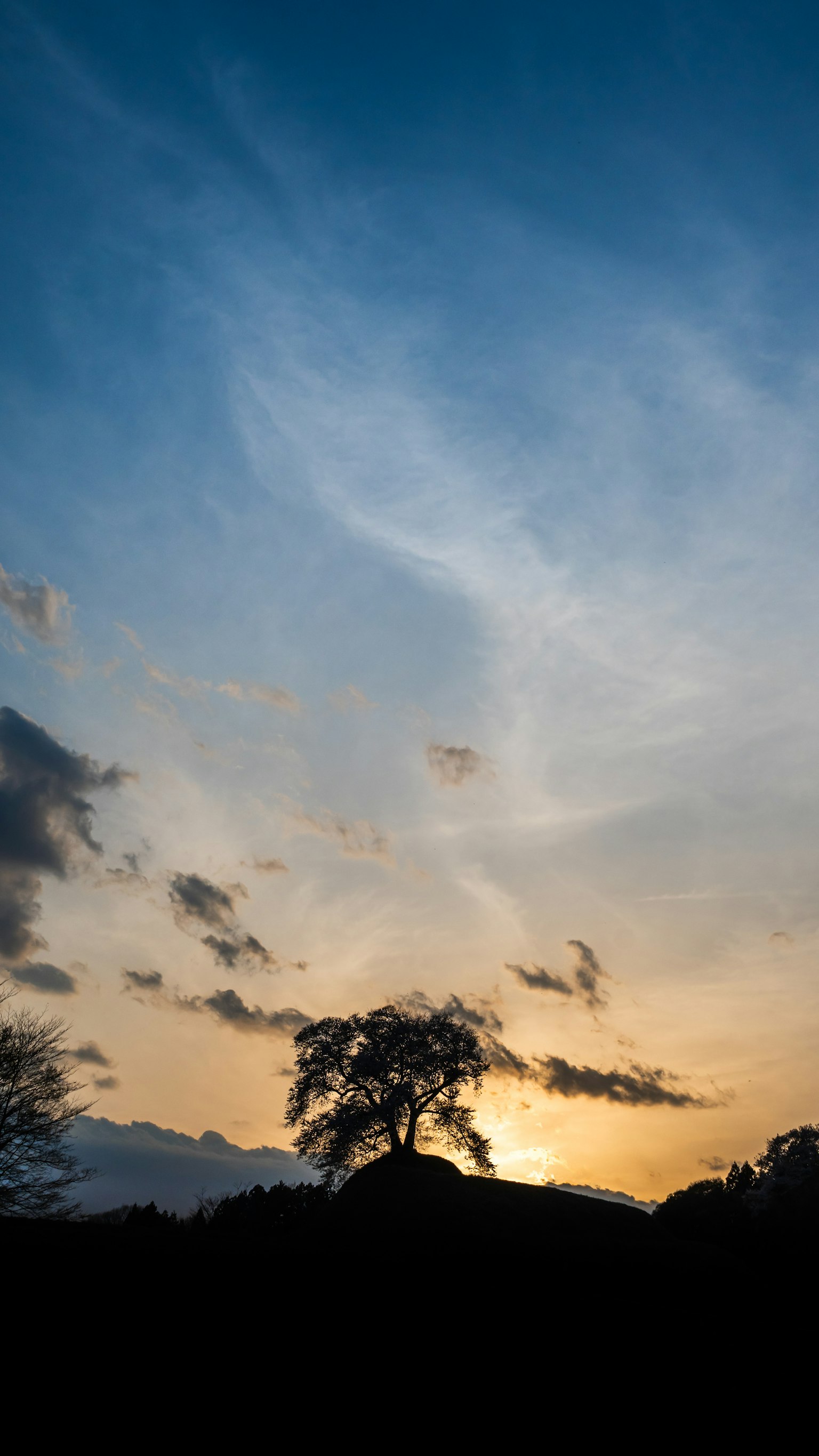 Silhouette pohon melawan latar belakang matahari terbenam dan langit biru