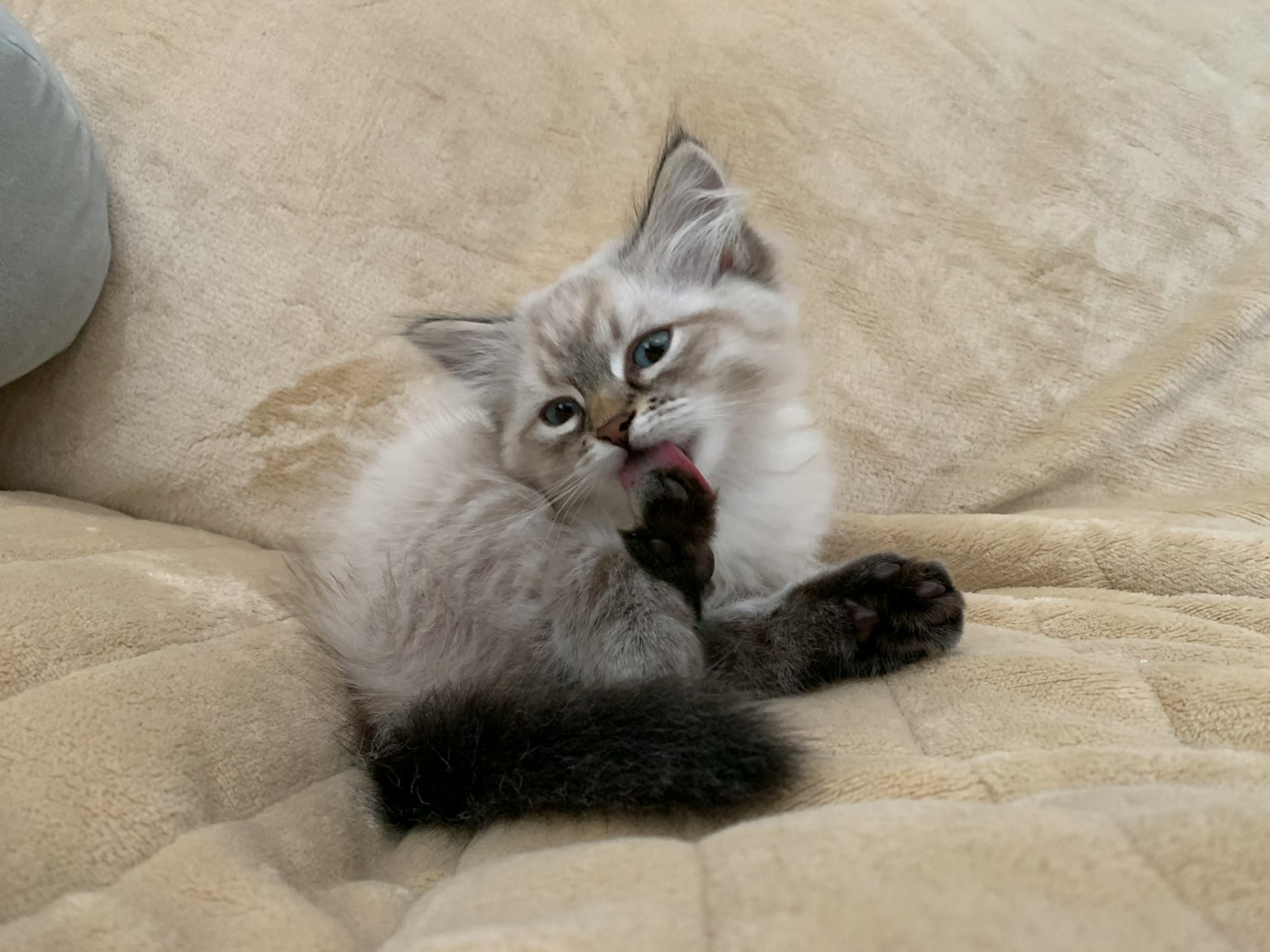 Un chaton blanc duveteux se toilettant la patte sur une douce couverture