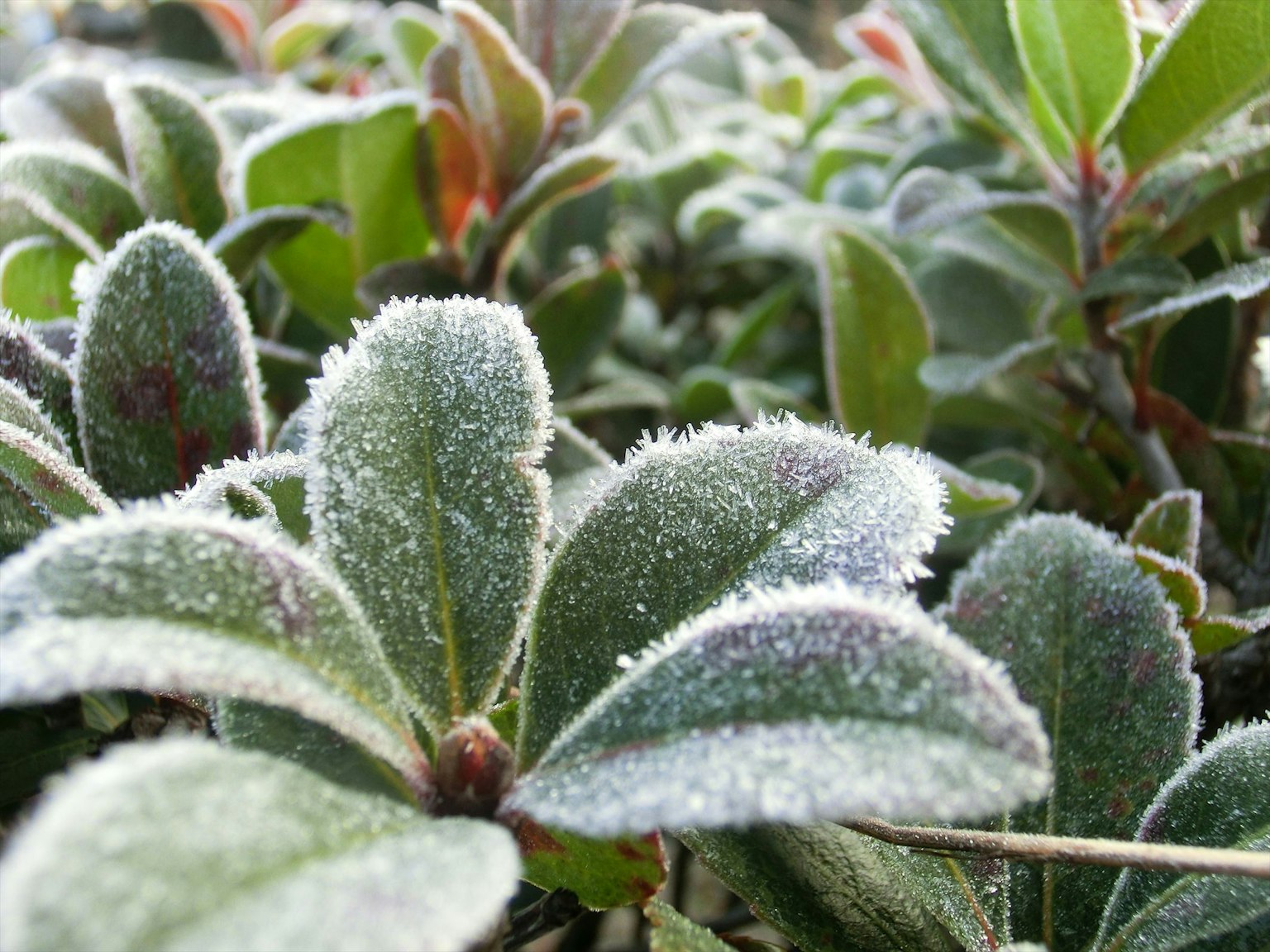 Primer plano de hojas verdes y nuevos brotes cubiertos de escarcha