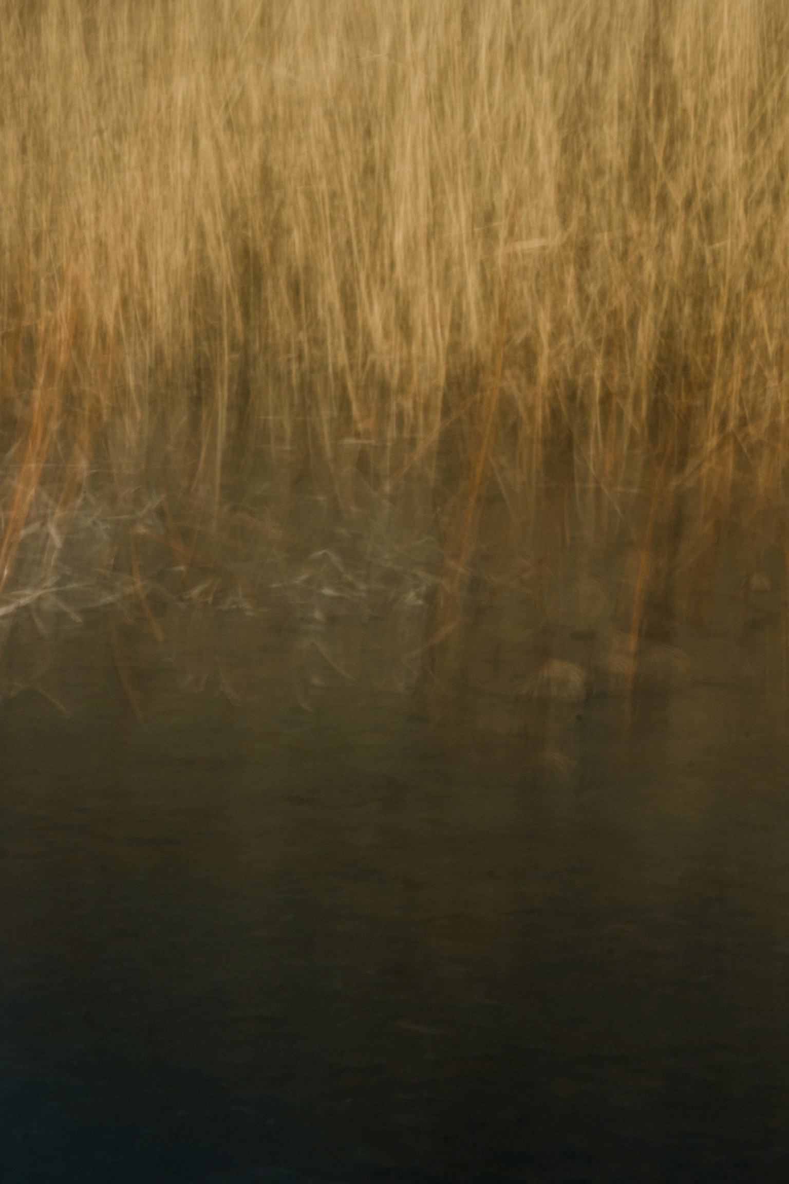 Golden grass reflected on the water surface creating a serene landscape