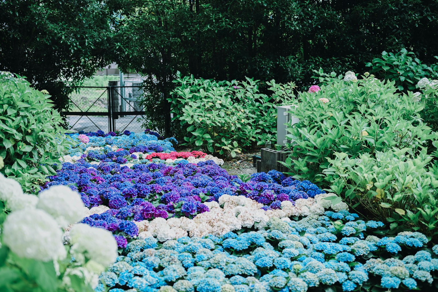 Eine lebendige Gartenszene mit blauen und lila Hortensien, umgeben von üppigem Grün
