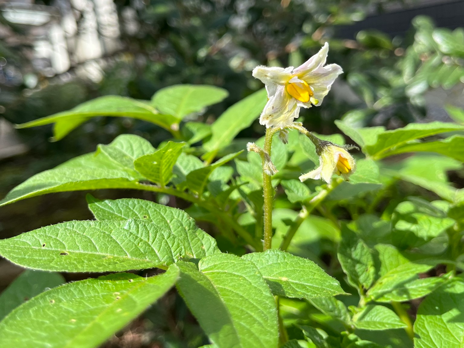 土豆植物的特写，绿叶和白花