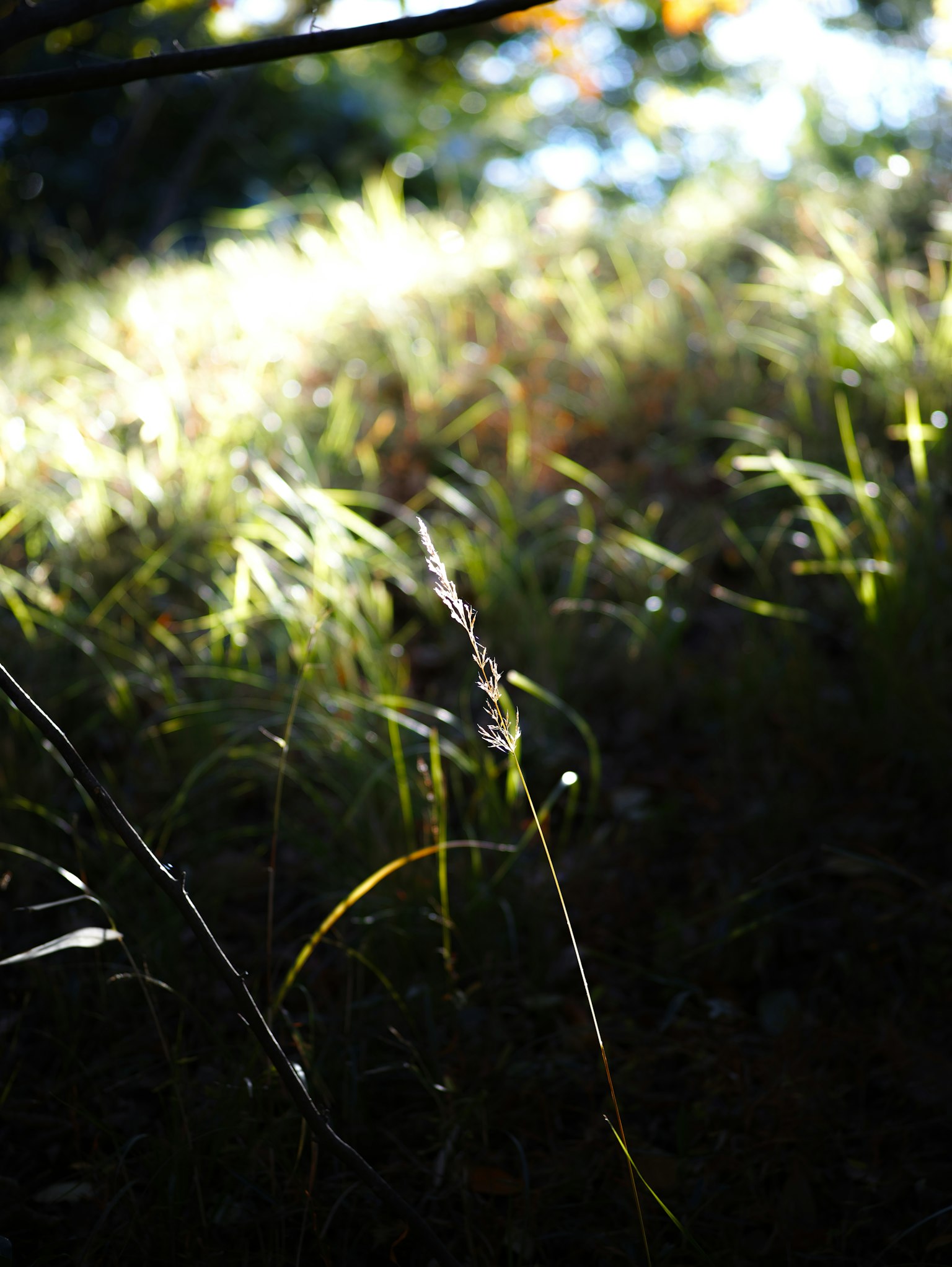 Rasen im Gegenlicht, der in einer Wiese mit Schatten glänzt