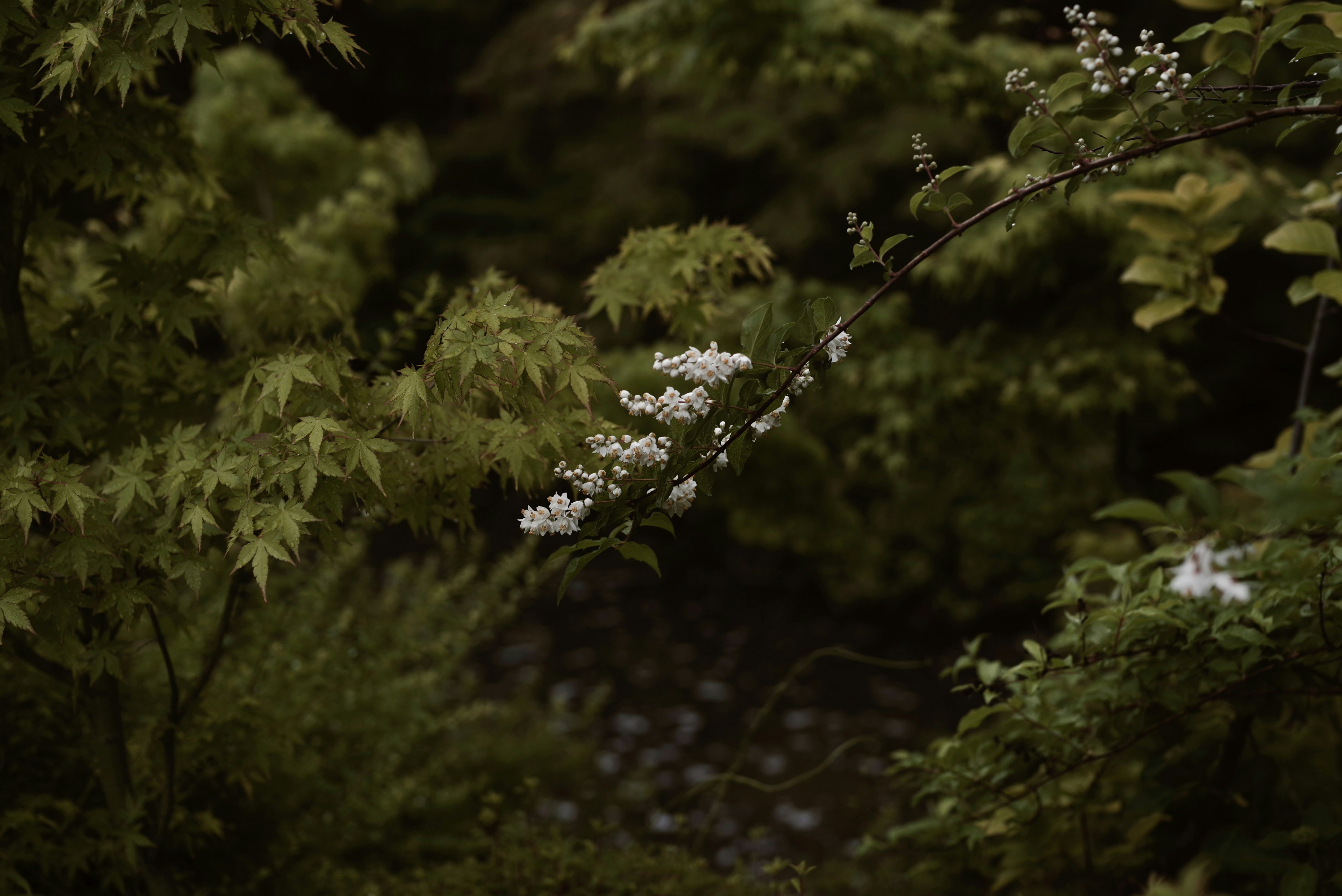 雨上がりの公園で咲くもみじとエゴノキの花の枝