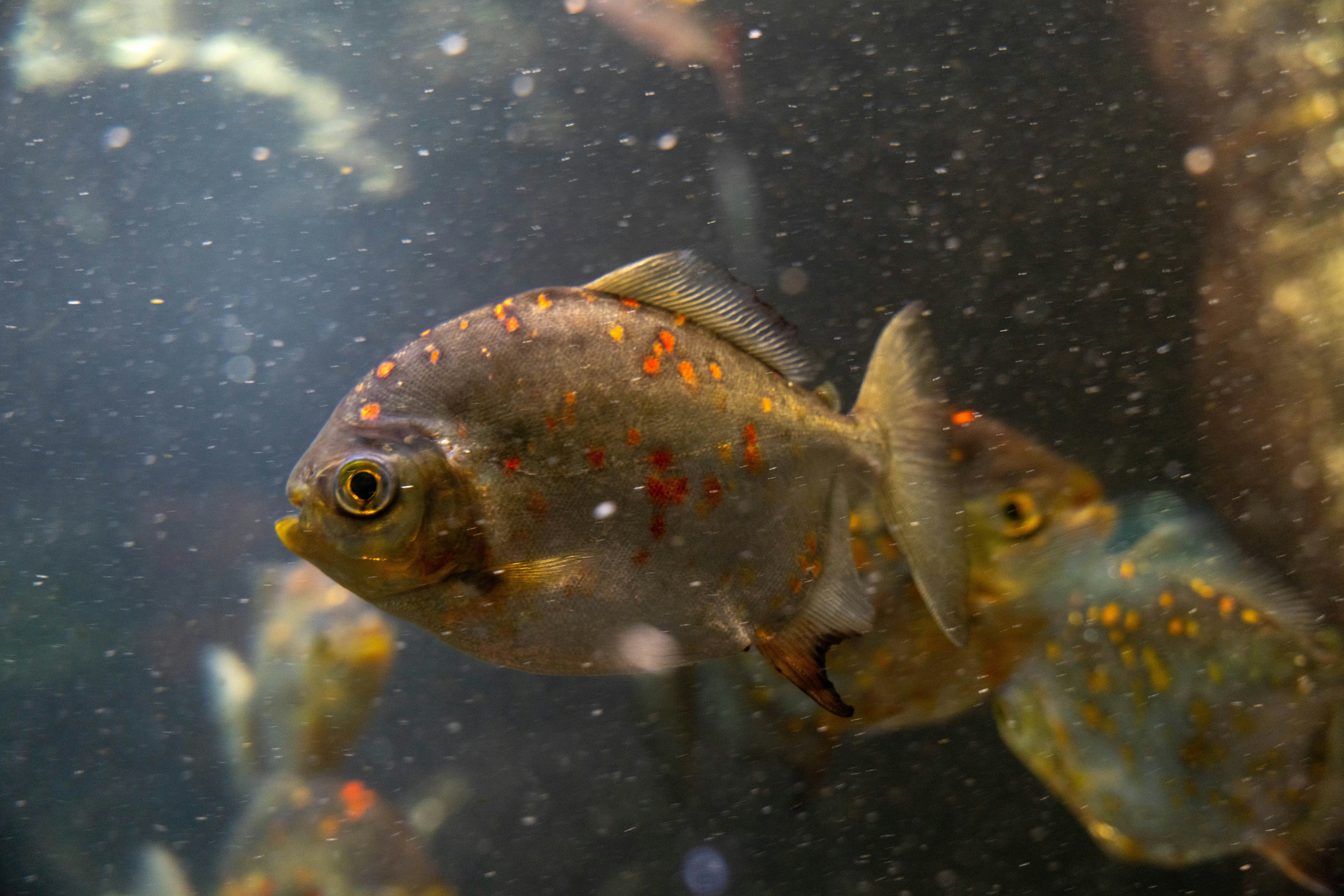 水族箱裡游動的魚特寫