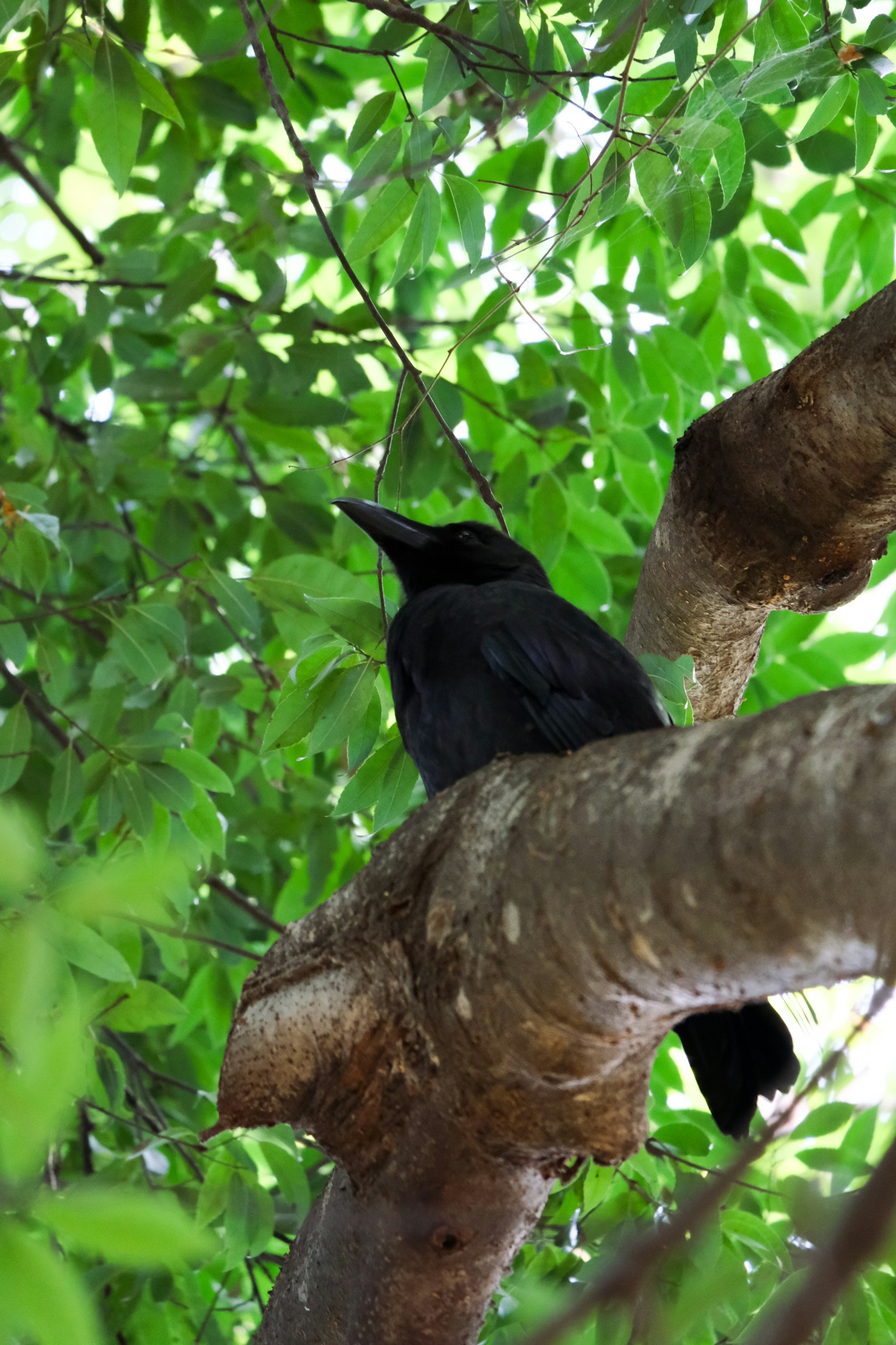 A black bird perched on a tree branch with a green leafy background