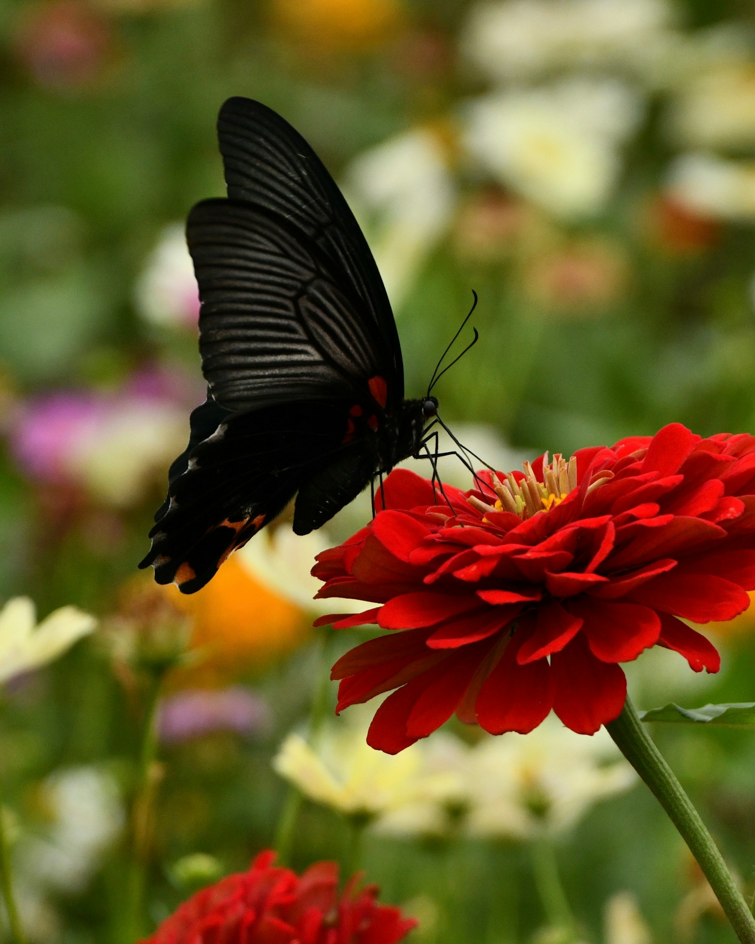 Kupu-kupu hitam bertengger di atas bunga merah di taman yang cerah