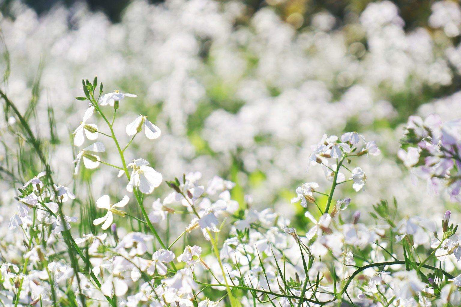 Un campo de flores blancas en plena floración