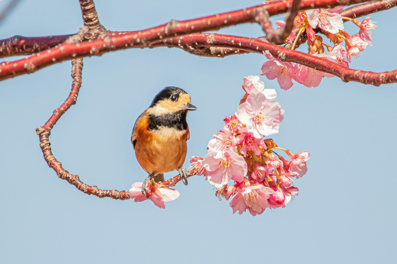Uccello arancione posato su fiori di ciliegio