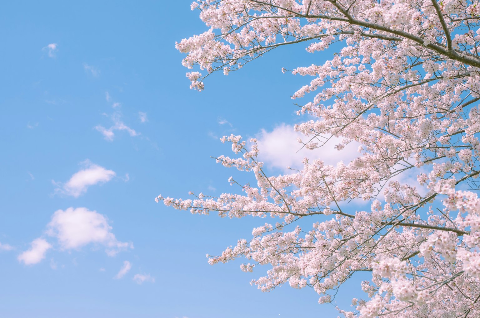 Flores de cerezo en flor contra un cielo azul con nubes blancas