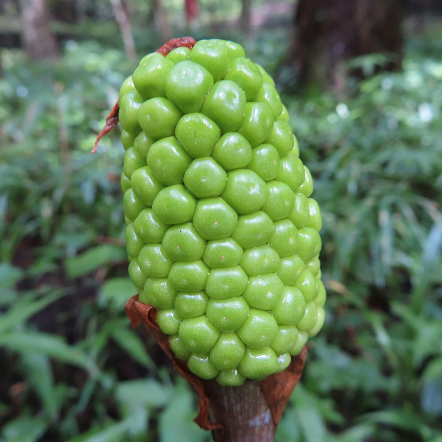 Fruto verde en forma de panal creciendo en una rama de árbol
