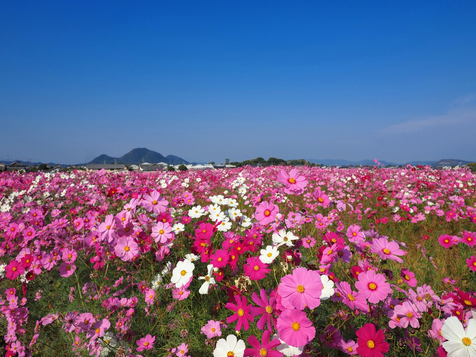 Campo vibrante de flores de cosmos bajo un cielo azul claro