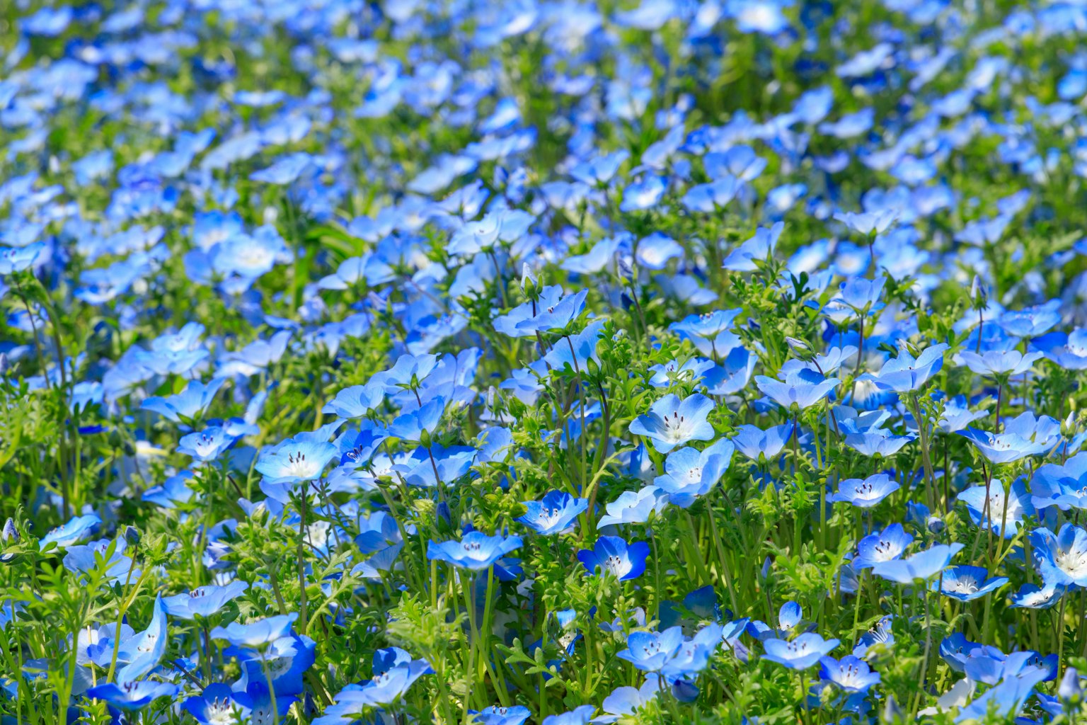 盛開藍色花朵的廣闊田野