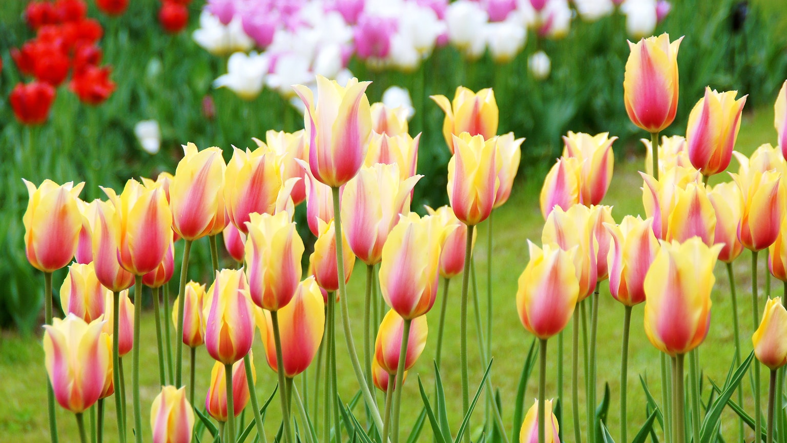 Bunte Tulpenblumen blühen in einem Garten