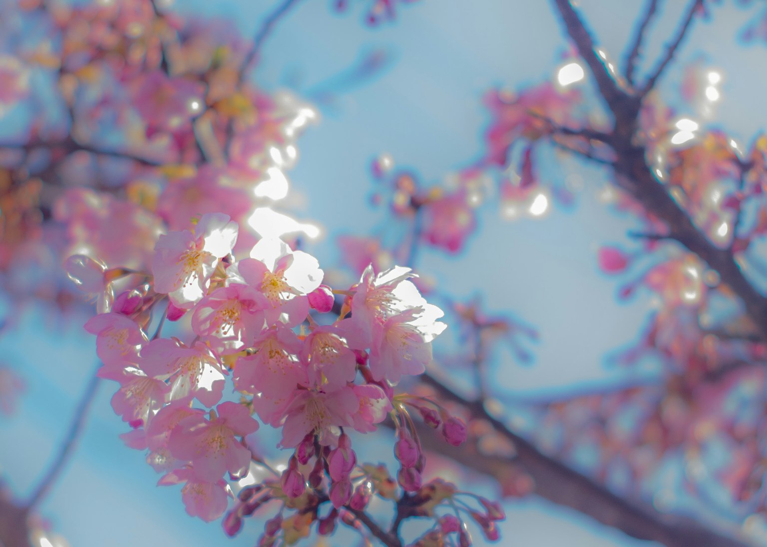 Fiori di ciliegio che sbocciano contro un cielo blu