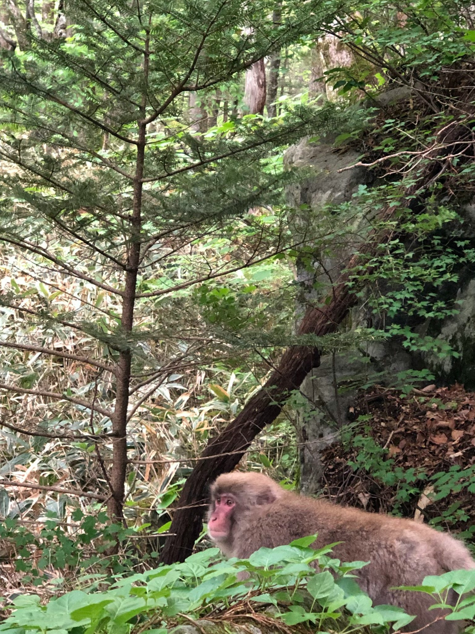 Un mono descansando cerca de un árbol en un bosque