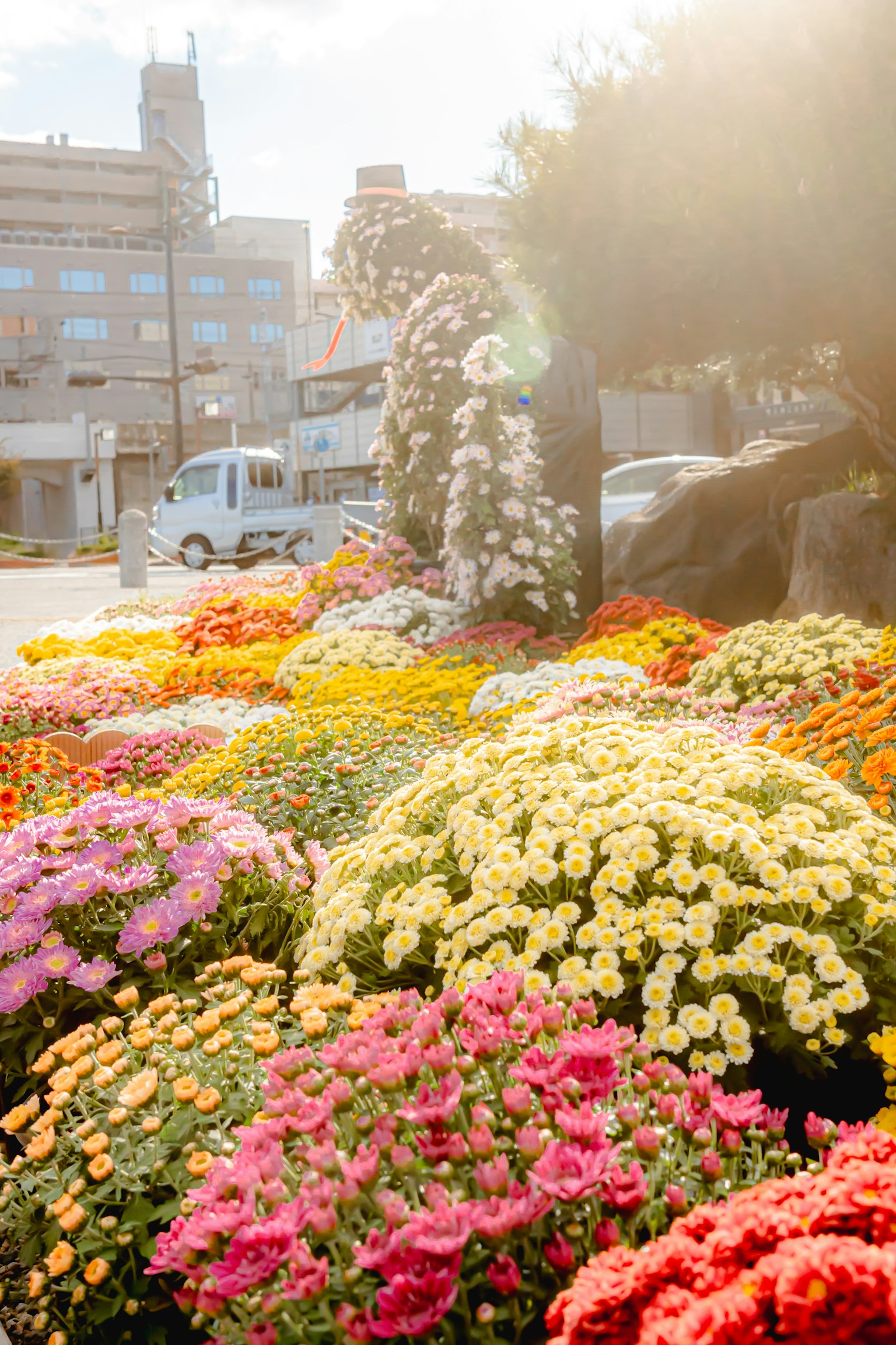 Vibrant flower garden with colorful blooms and buildings in the background
