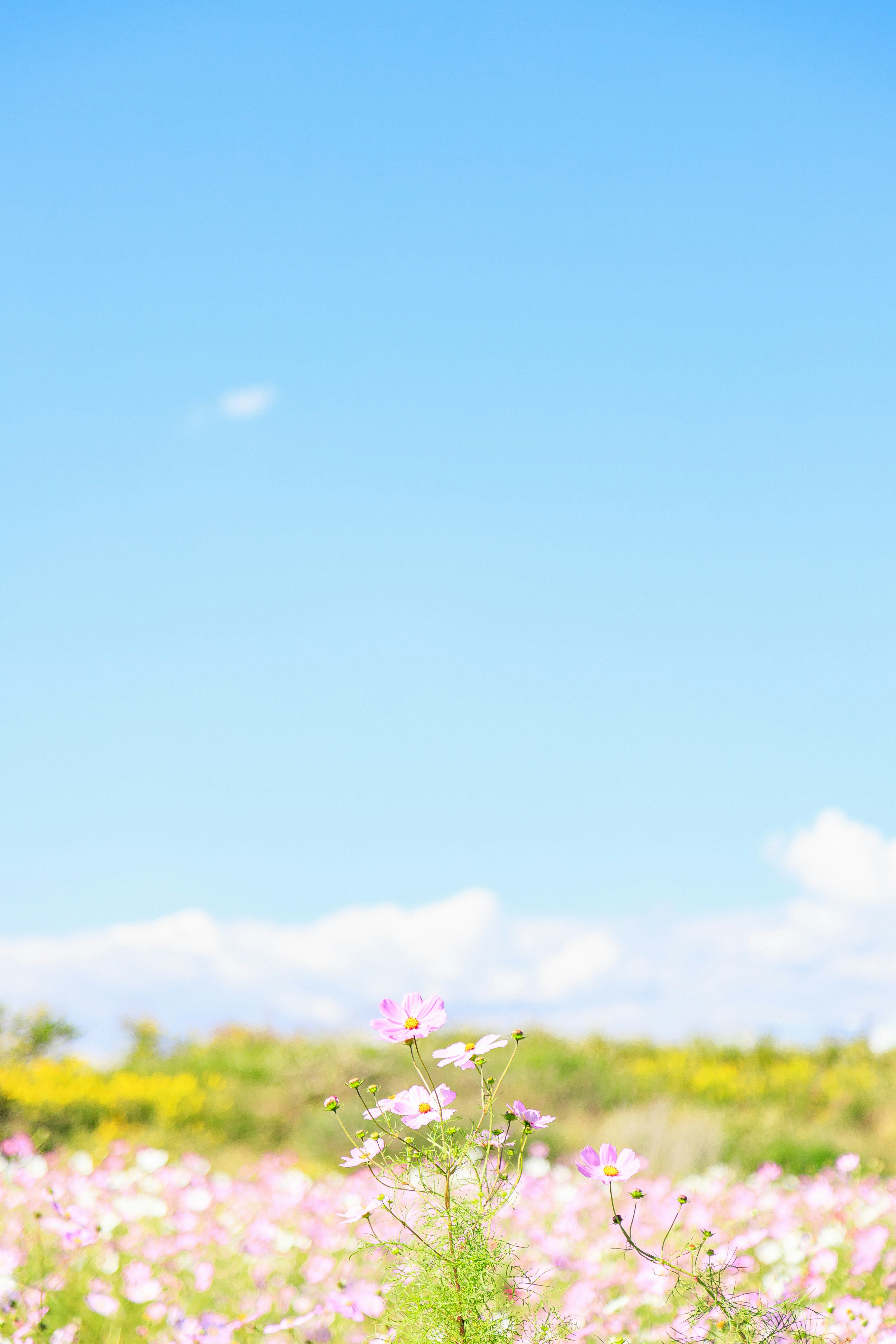 青空の下で咲く秋桜（コスモス）畑の花