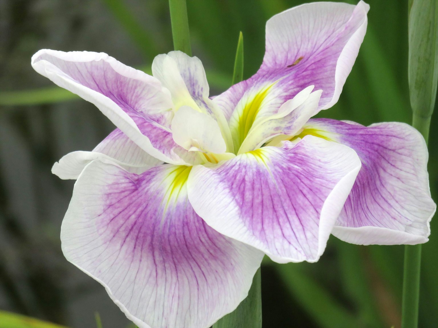 Une belle fleur avec des pétales violets et blancs