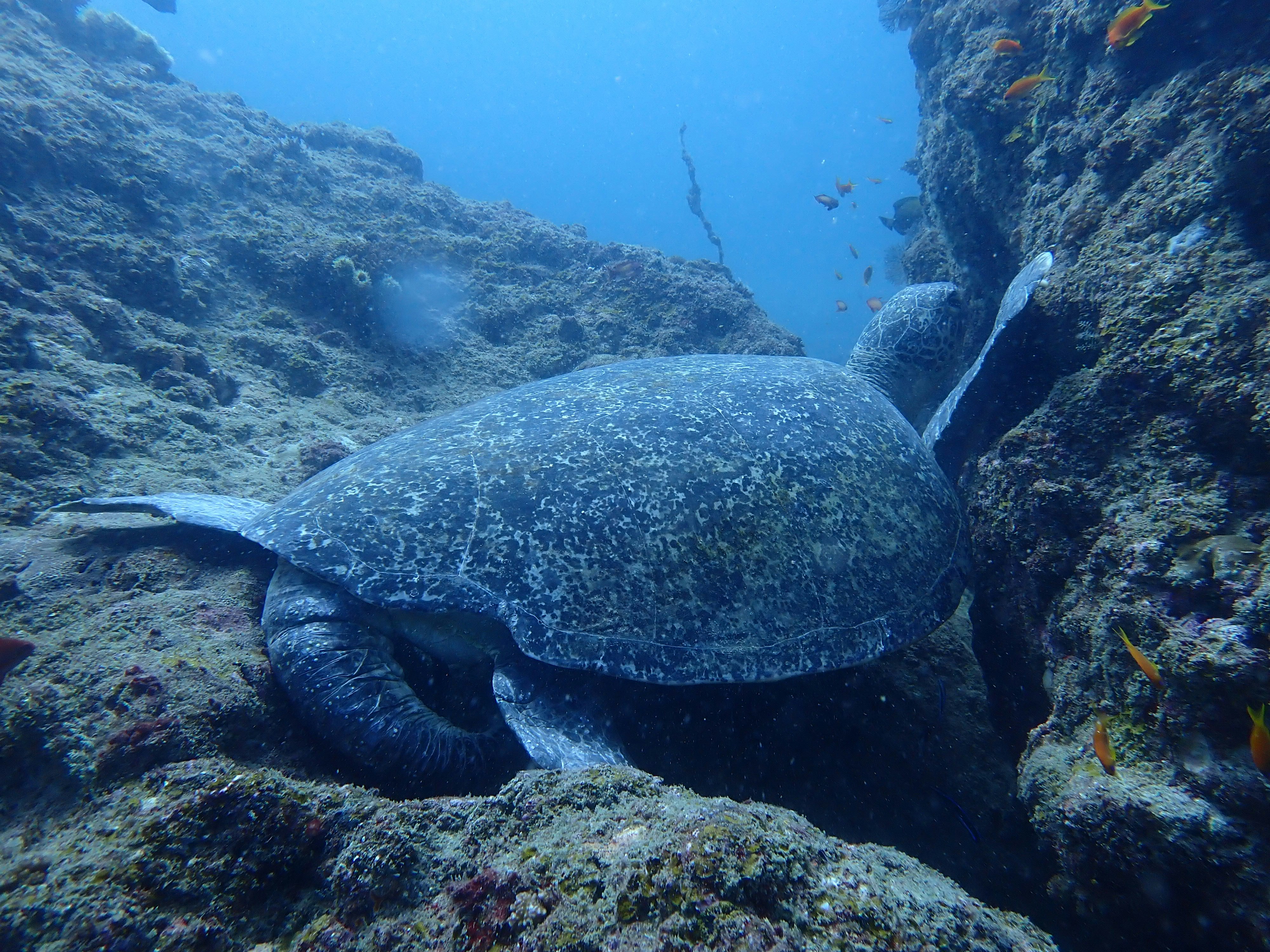 海中を泳ぐウミガメの群れ