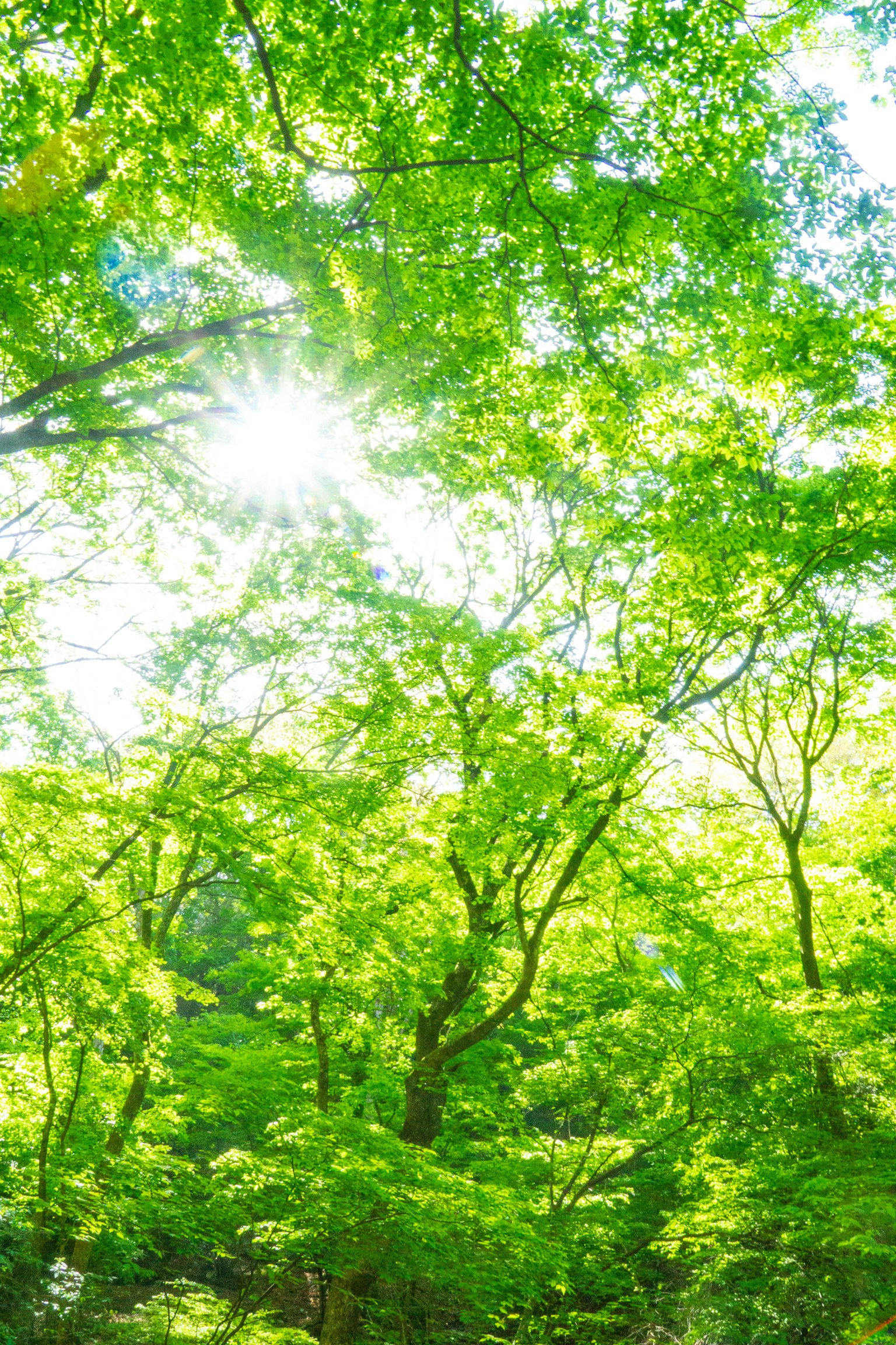 Luce solare che filtra attraverso alberi verdi lussureggianti
