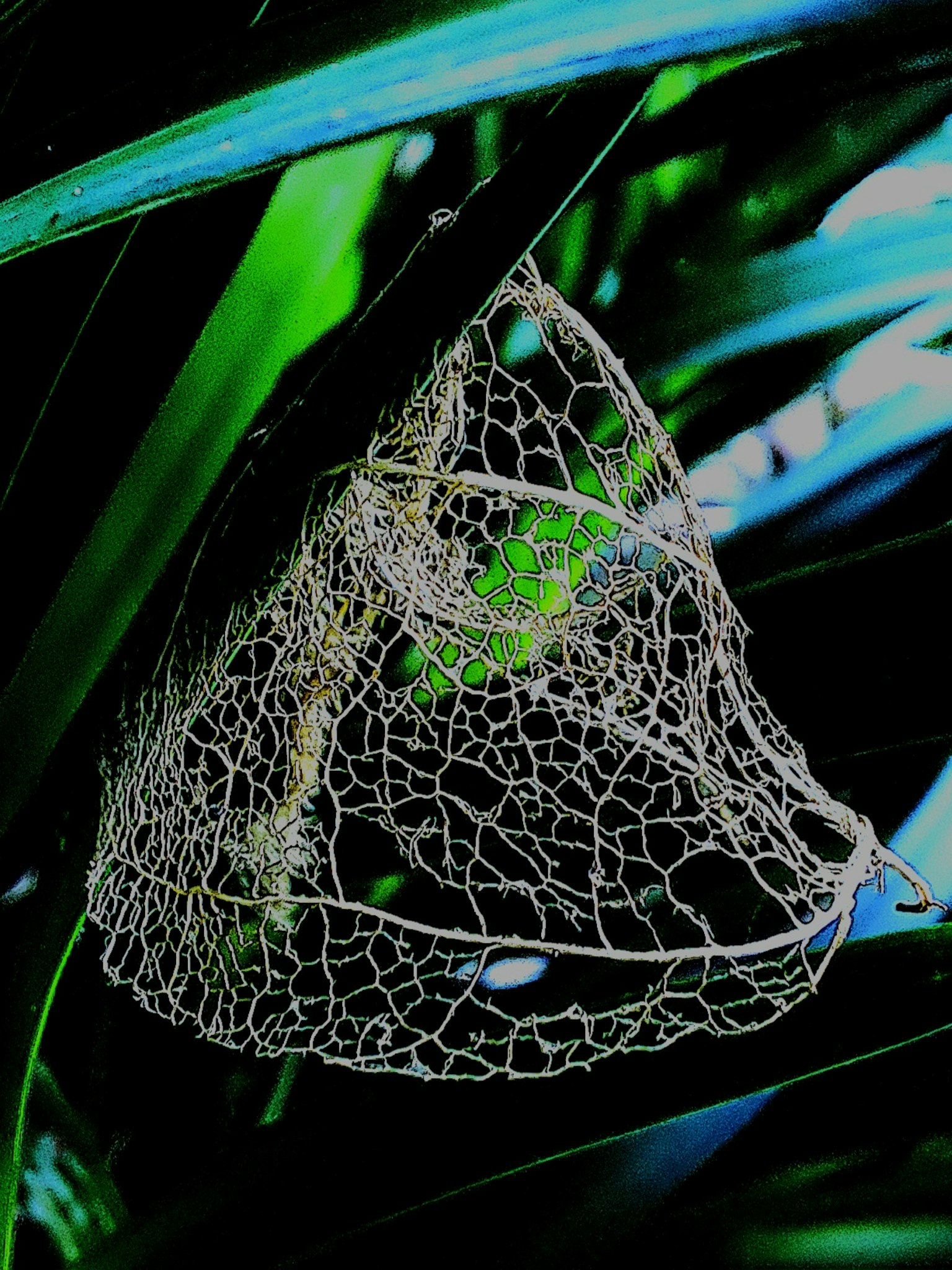 Jaring laba-laba halus terletak di antara daun hijau yang menunjukkan pola rumit