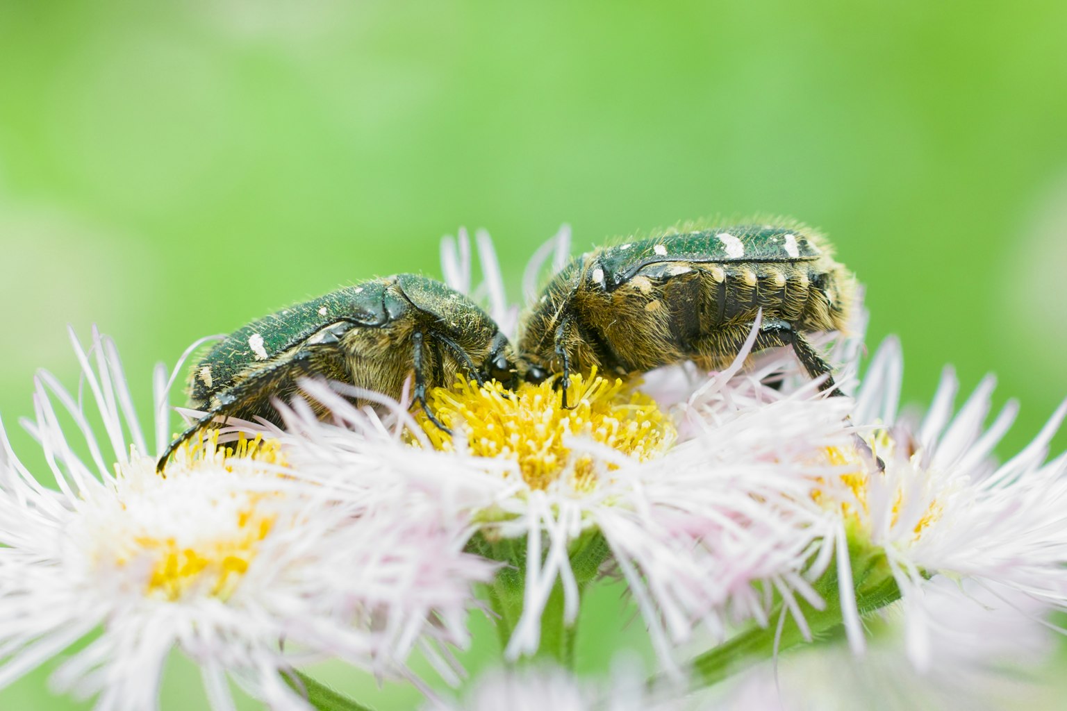 Due insetti che si nutrono di un fiore bianco su sfondo verde