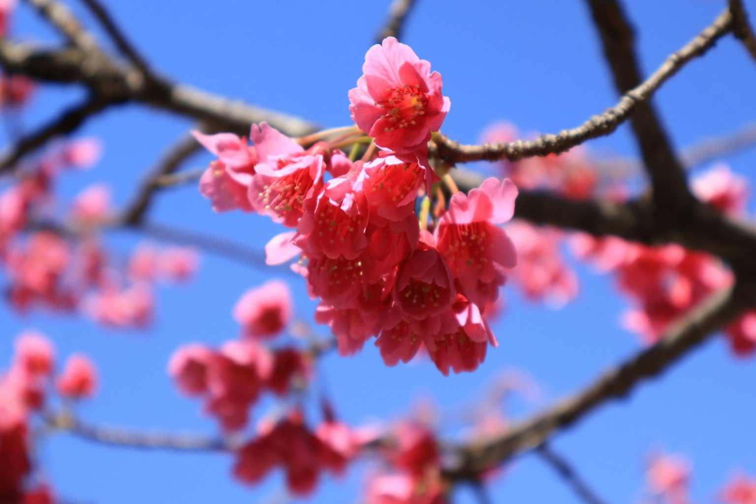 Bunga sakura berwarna pink cerah di bawah langit biru yang cerah