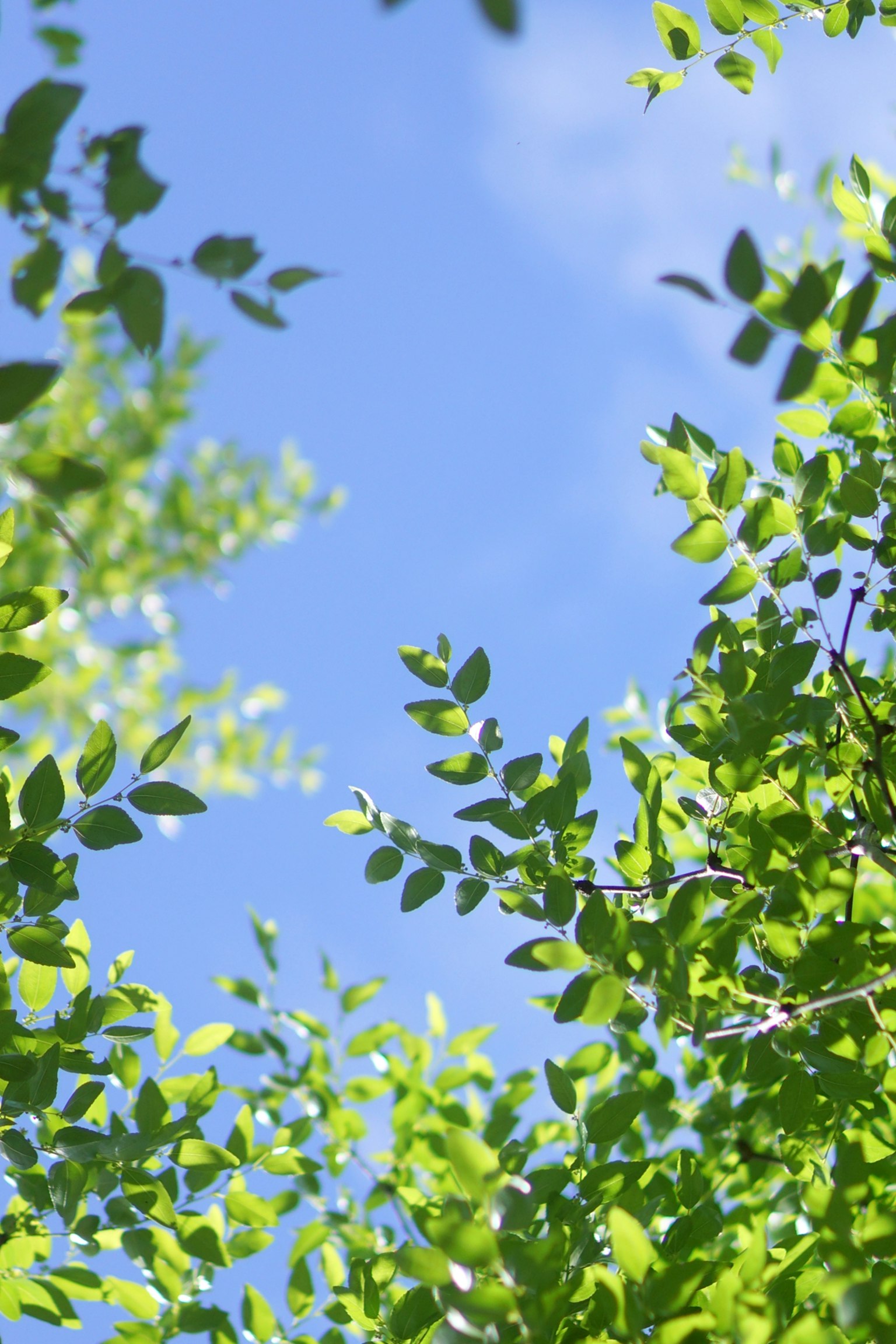 Gros plan de feuilles vertes s'étendant vers un ciel bleu