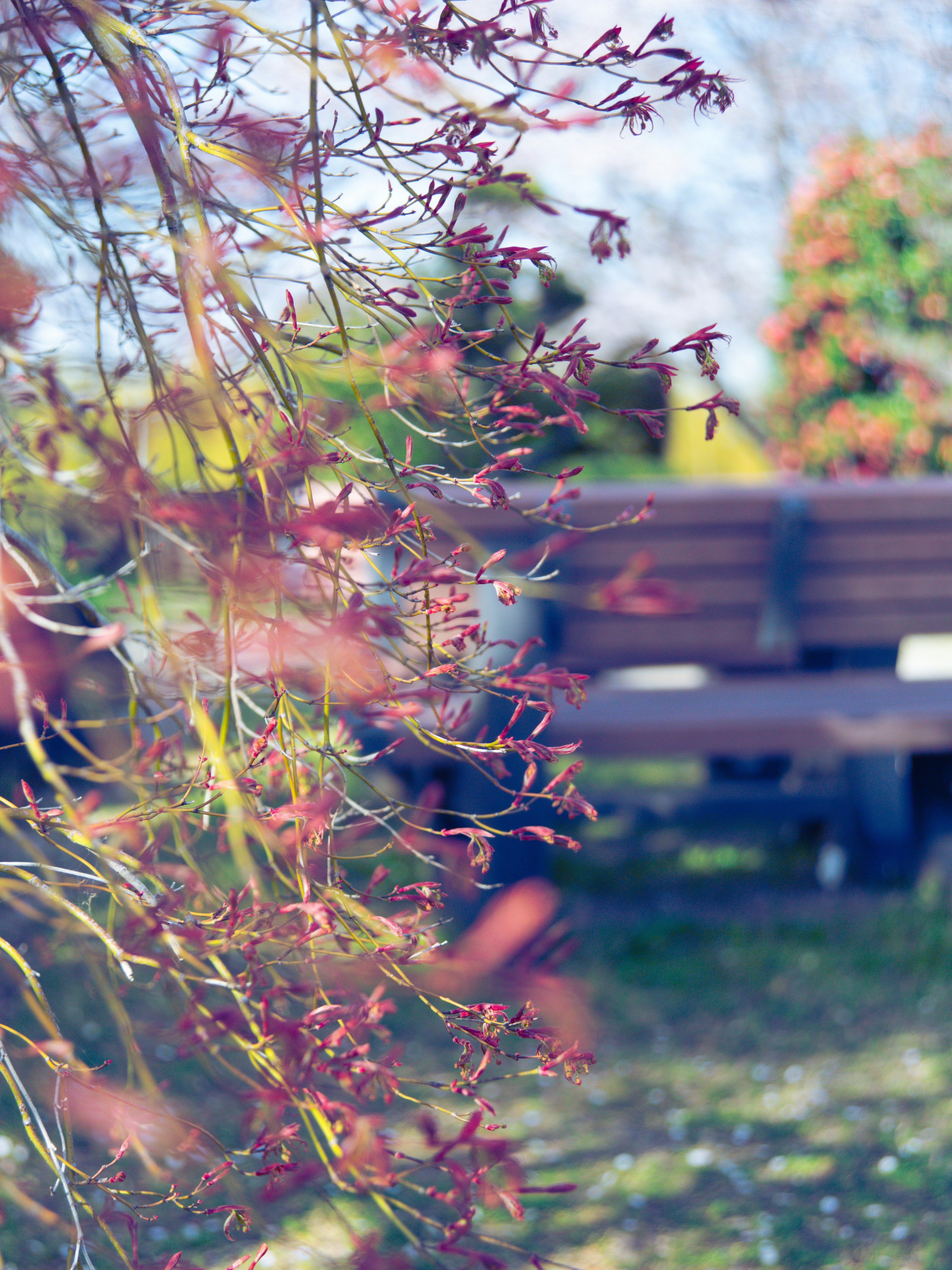 Frühlingslandschaft im Park mit blühenden Blumen und Baumzweigen
