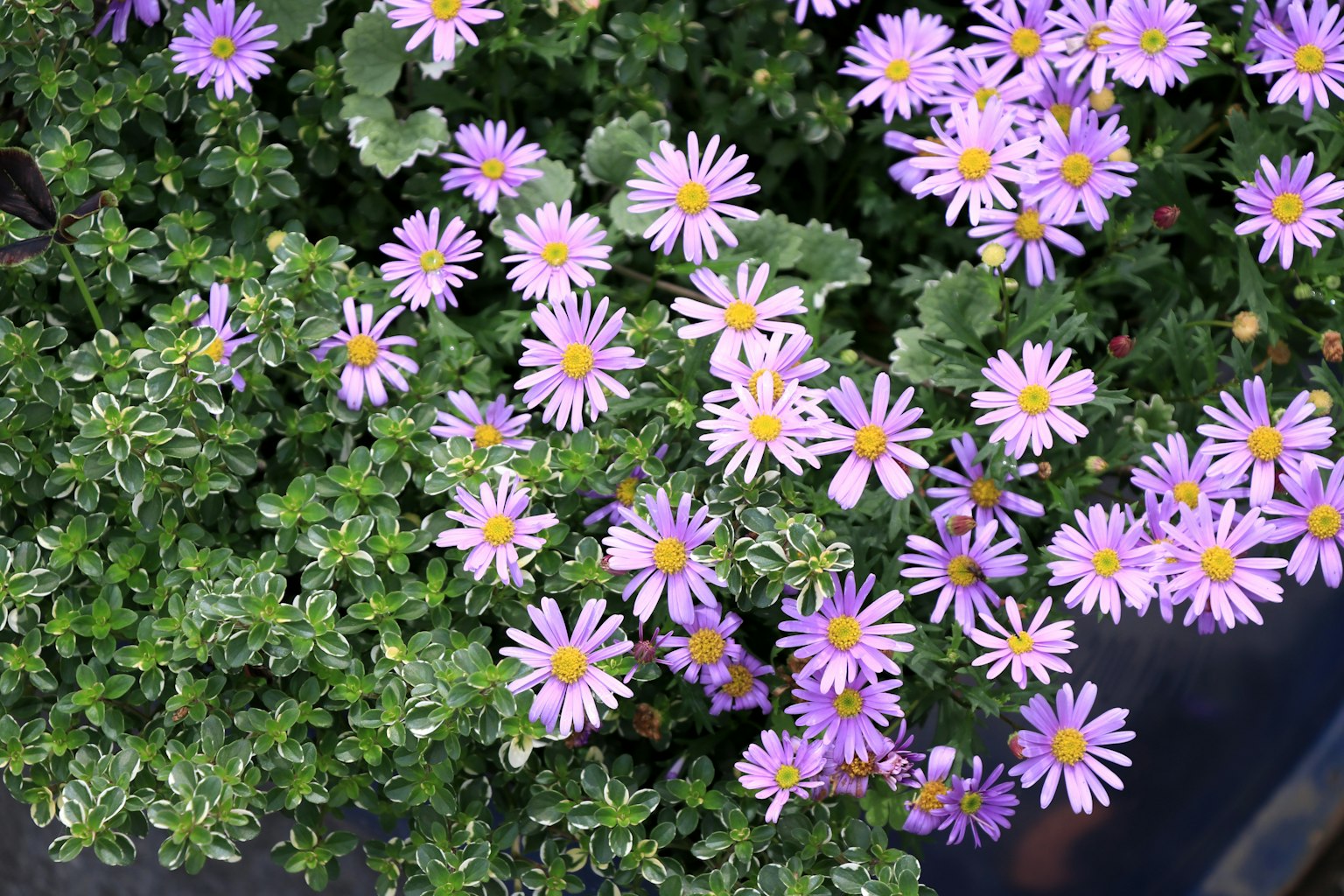 Gros plan sur des fleurs violettes vibrantes et des feuilles vertes dans une composition végétale