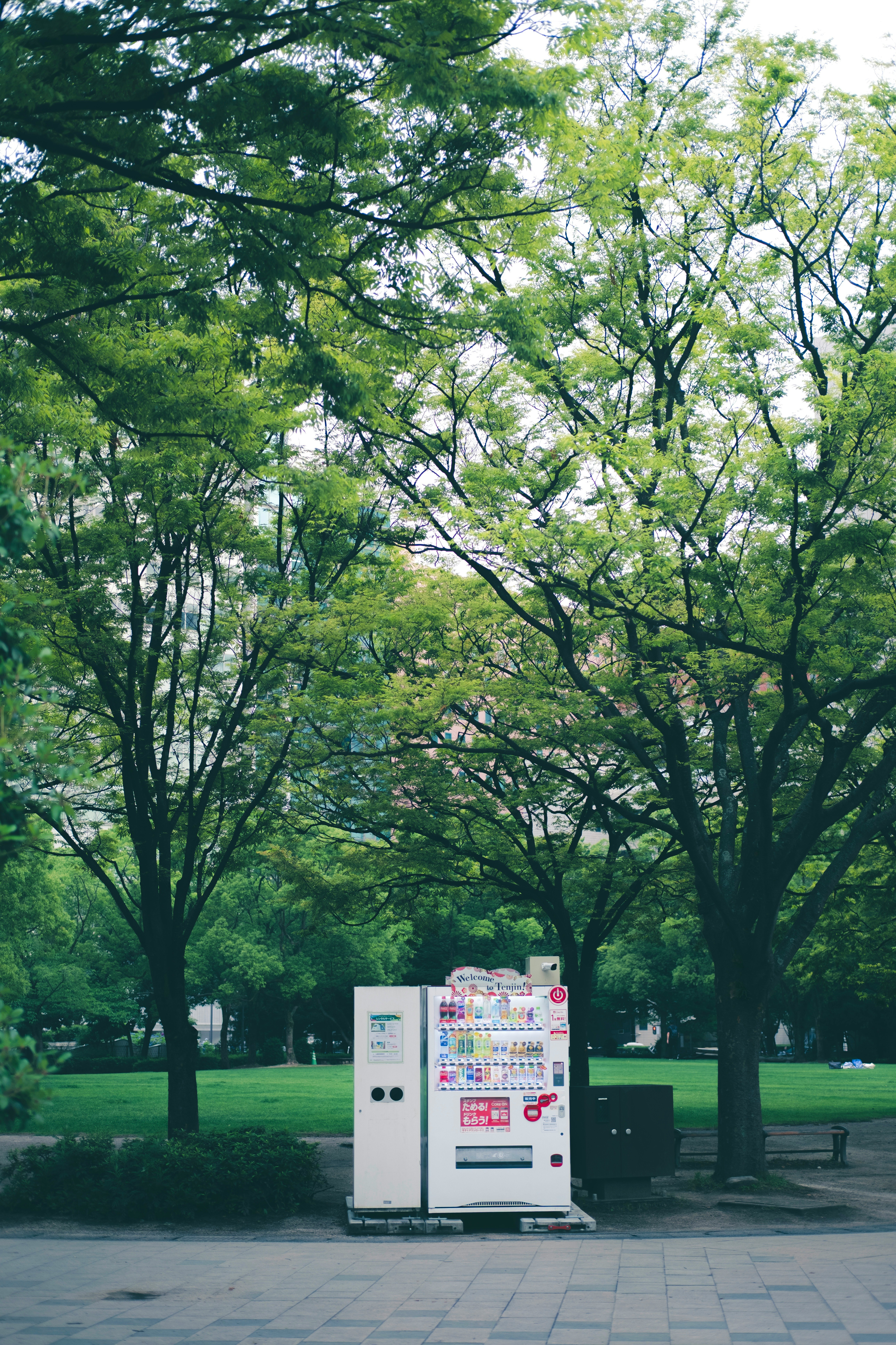 公園の並木と案内掲示板のある遊歩道