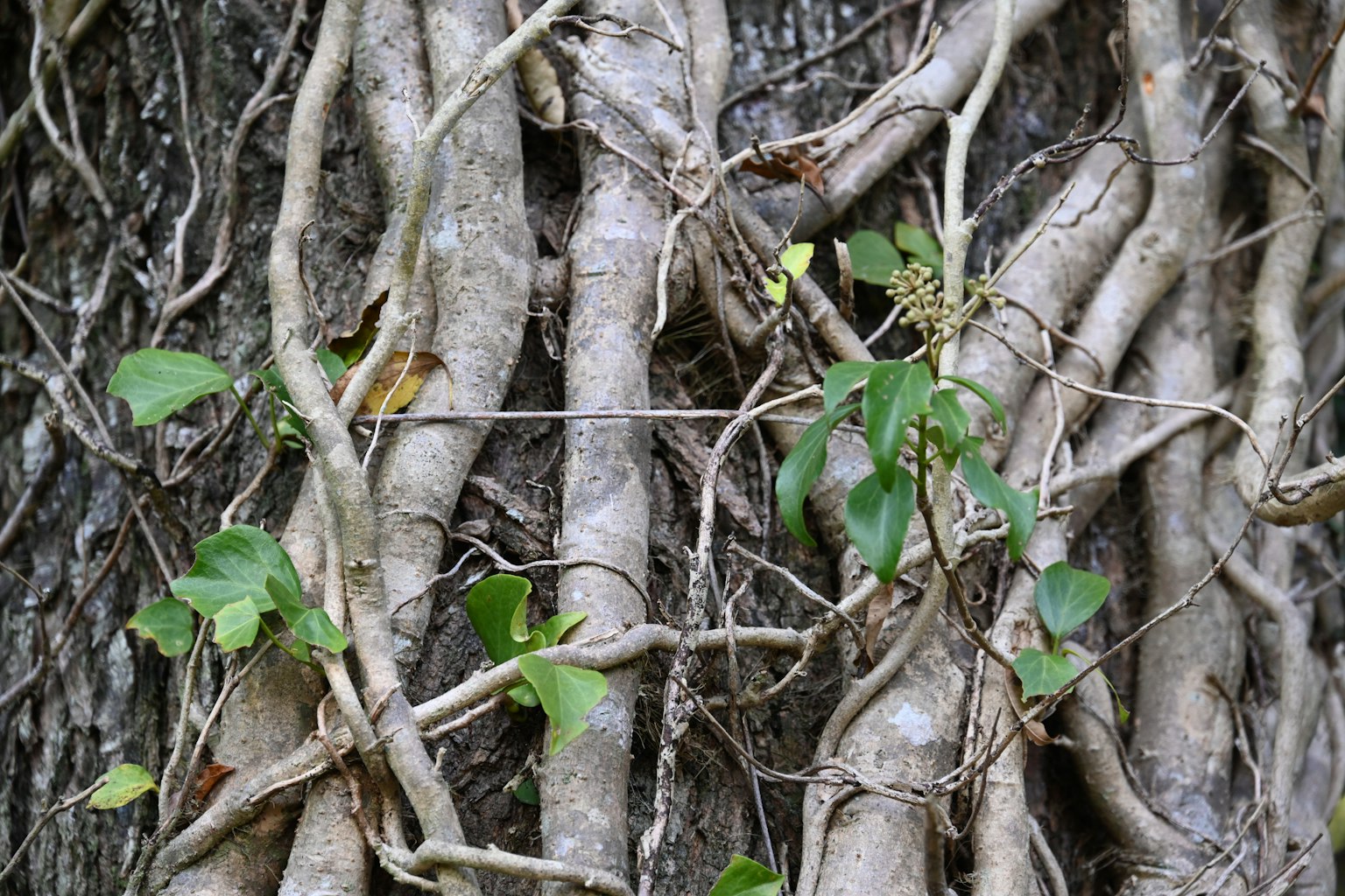 Radici e foglie verdi intrecciate su un tronco d'albero