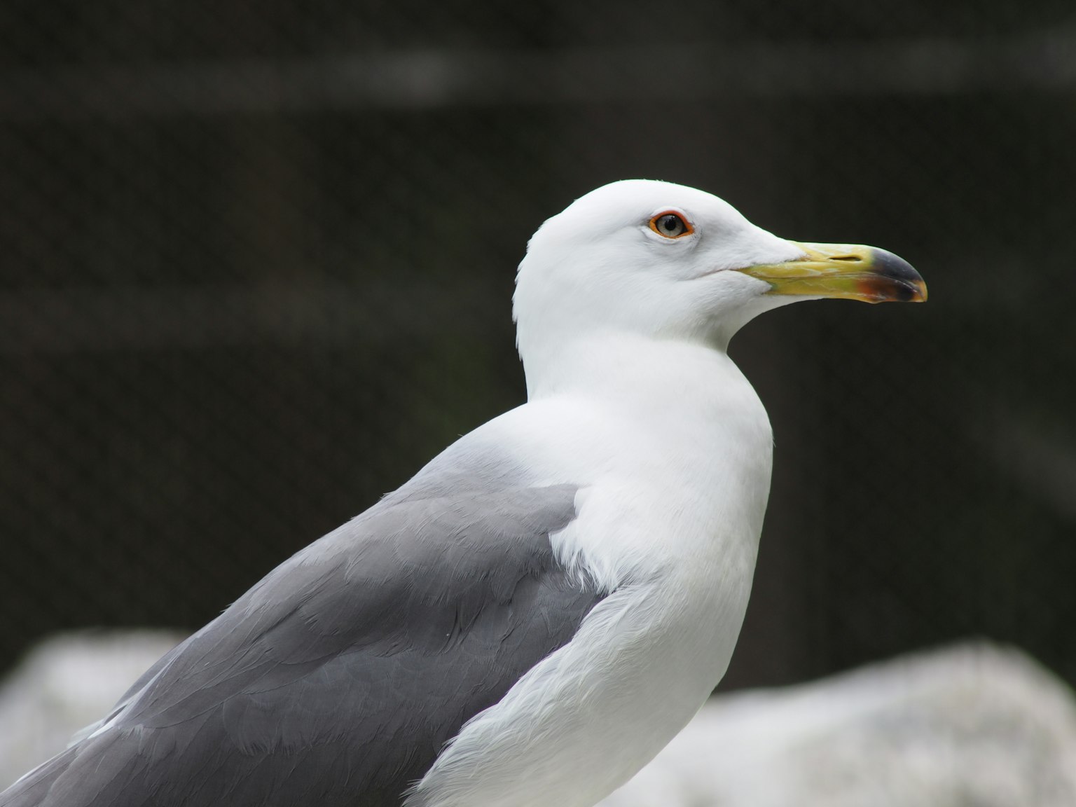 Profile of a seagull with white feathers and gray wings