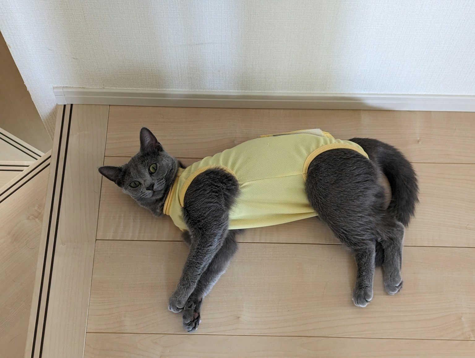 Gatto grigio con una maglietta gialla sdraiato sul pavimento