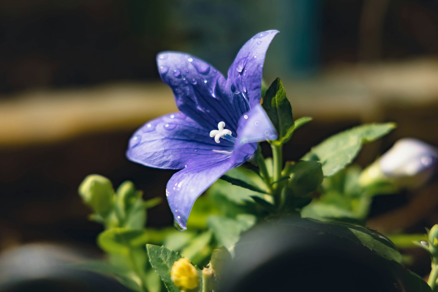 Close-up of a purple flower with green leaves and water droplets