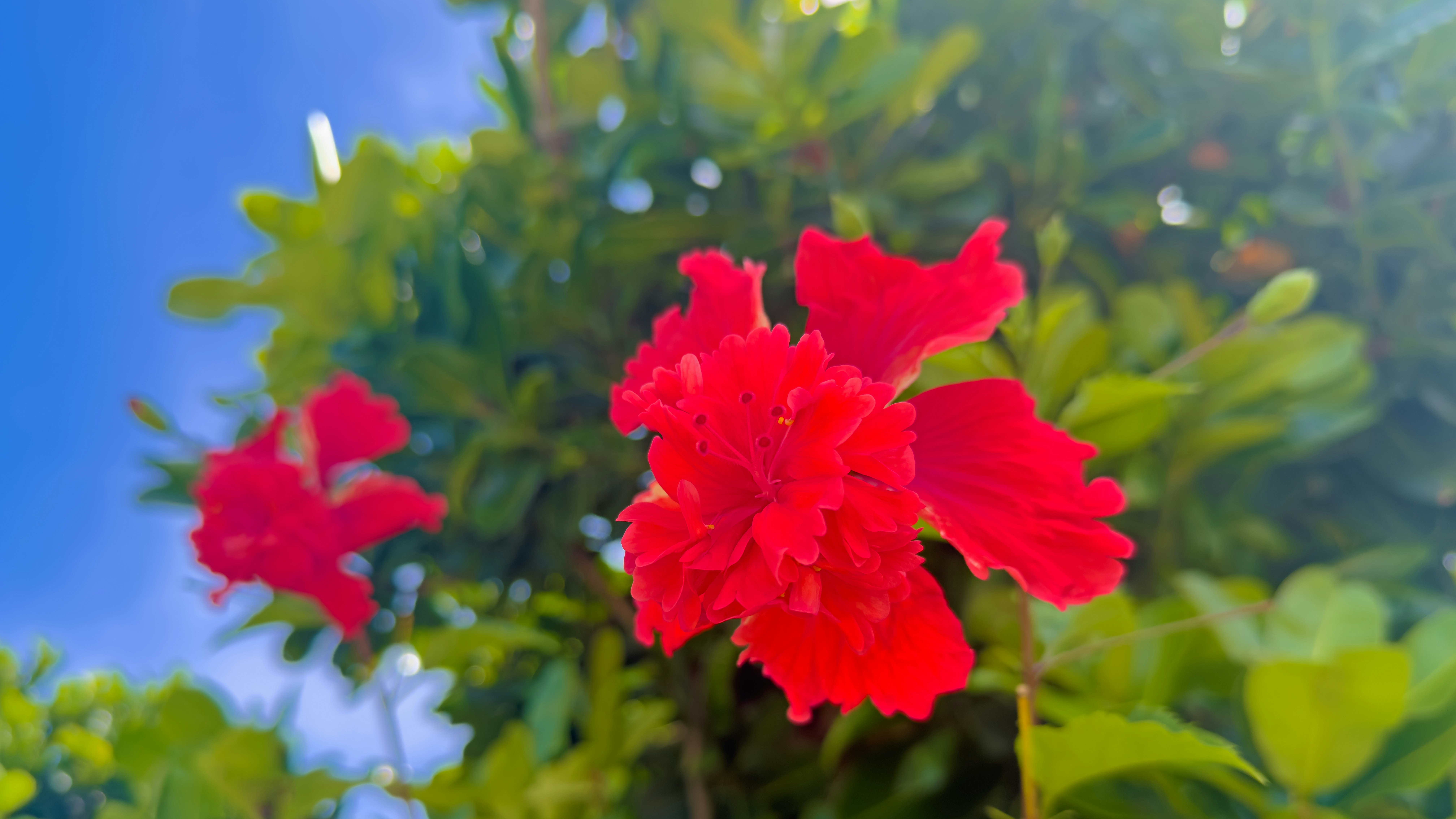鮮やかな赤いハイビスカスの花と緑の葉のボケ背景