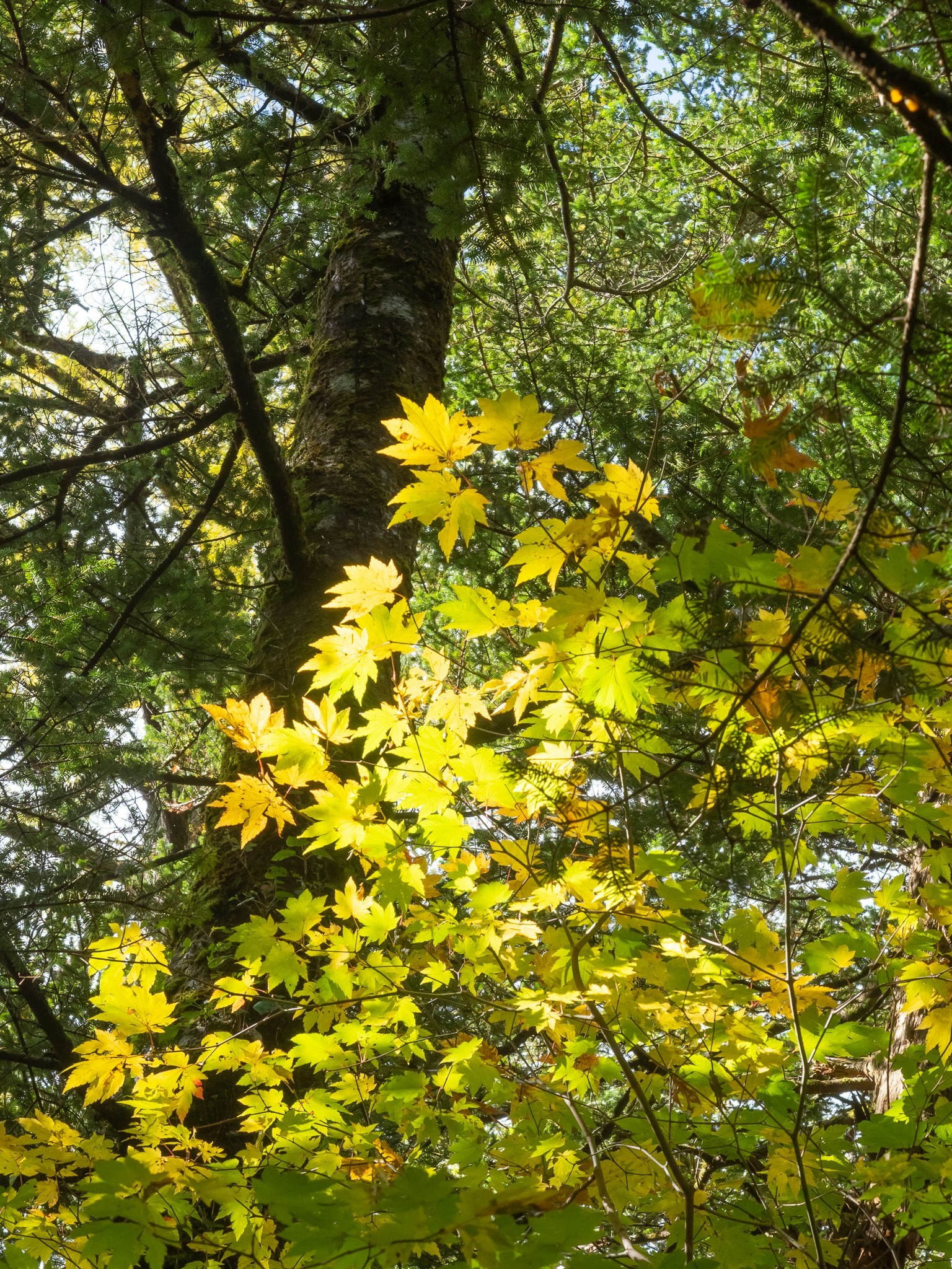 Feuilles jaunes brillantes parmi des arbres verts