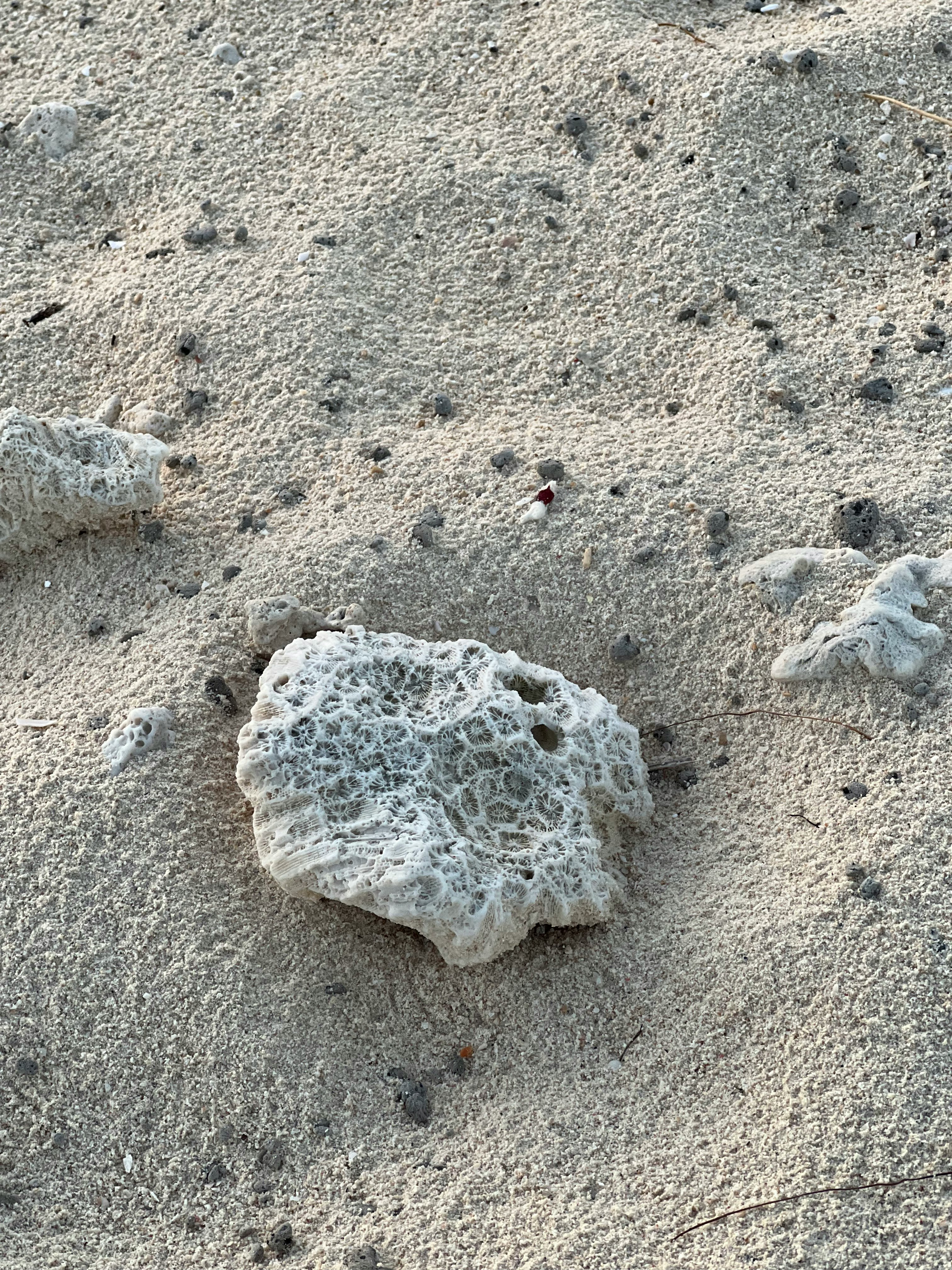 fragmentos de conchas y pequeños guijarros esparcidos sobre la arena